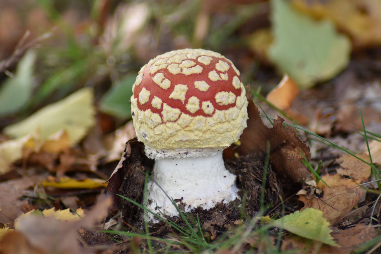Nikon D3500 sample photo. Mushroom, fly agaric, autumn photography