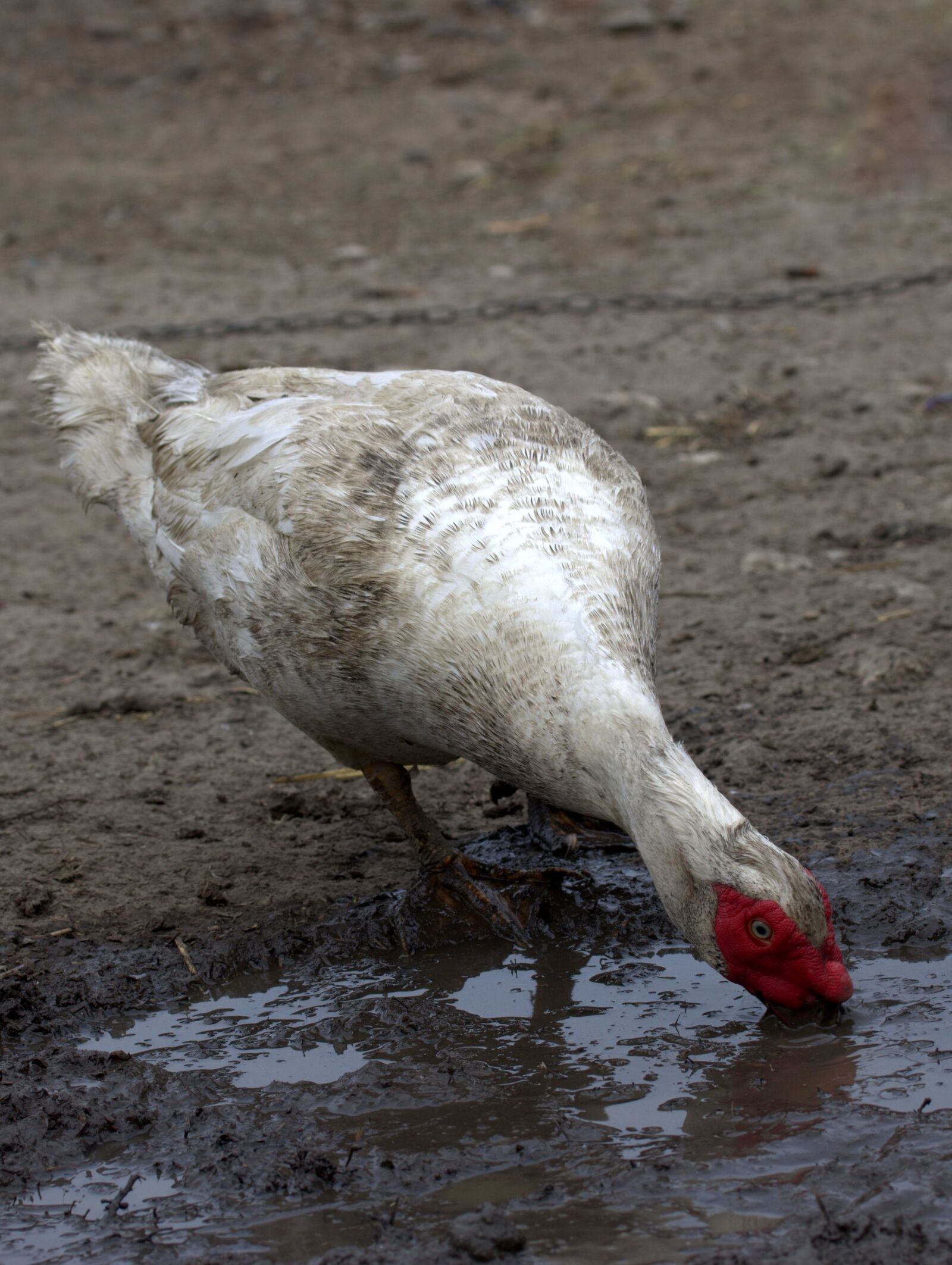 Canon EF-S 60mm F2.8 Macro USM sample photo. Rate, birds, mud photography