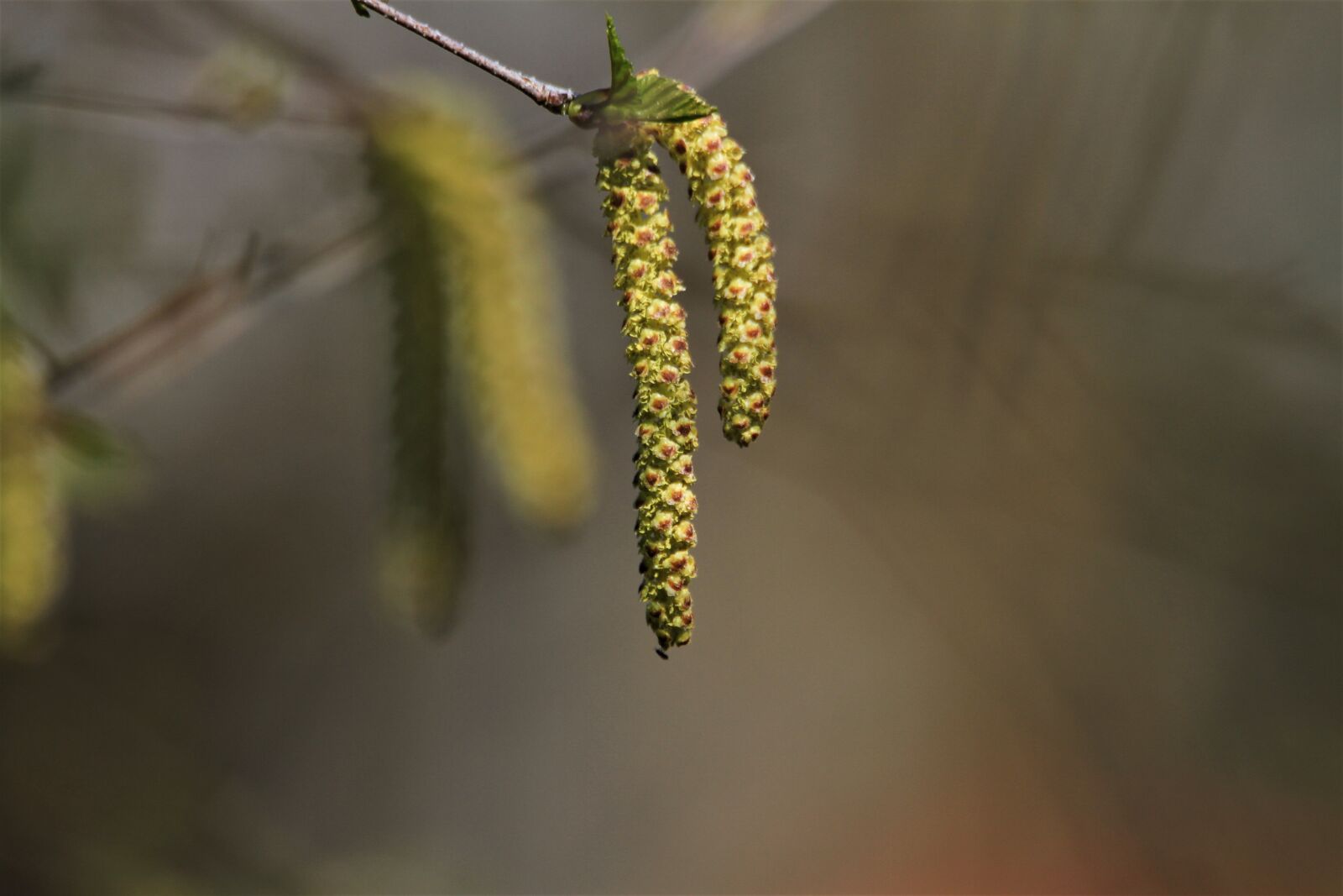 Canon EOS 7D sample photo. Birch, seeds, blossom photography