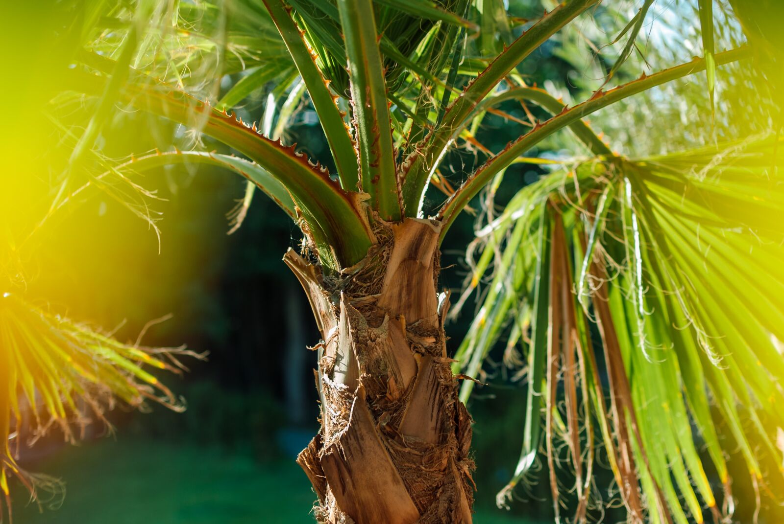 Nikon D200 sample photo. Palma, foliage, green photography