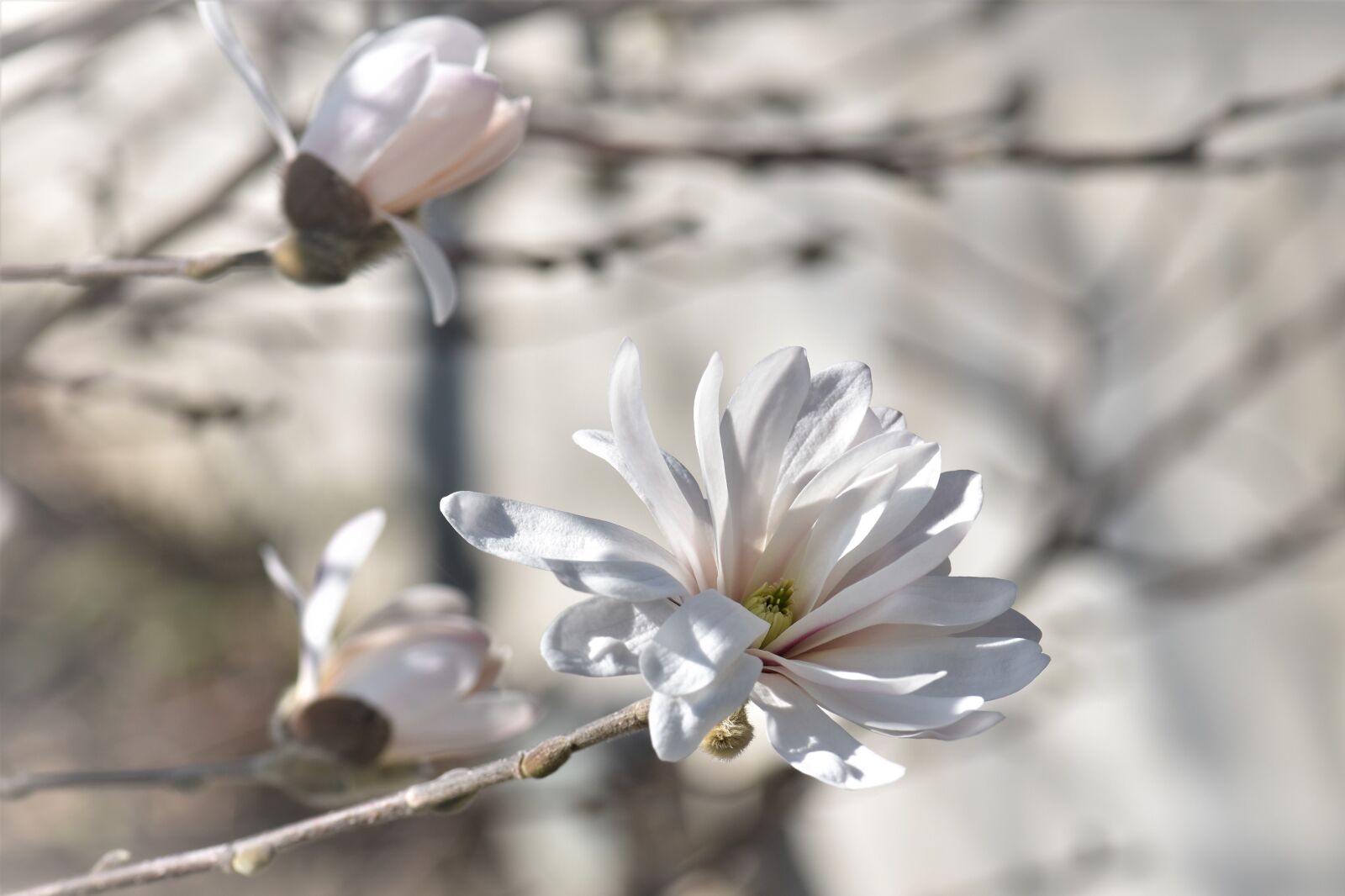 Nikon D5500 sample photo. Magnolia, flower, blossom photography