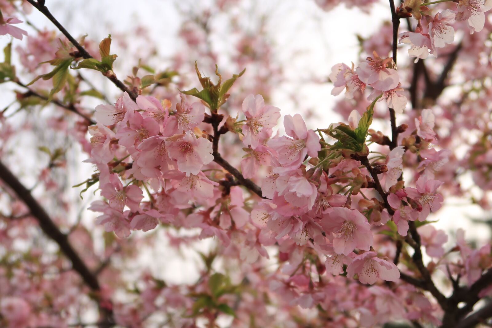 Canon PowerShot G7 X Mark II sample photo. Natural, flowers, cherry blossoms photography