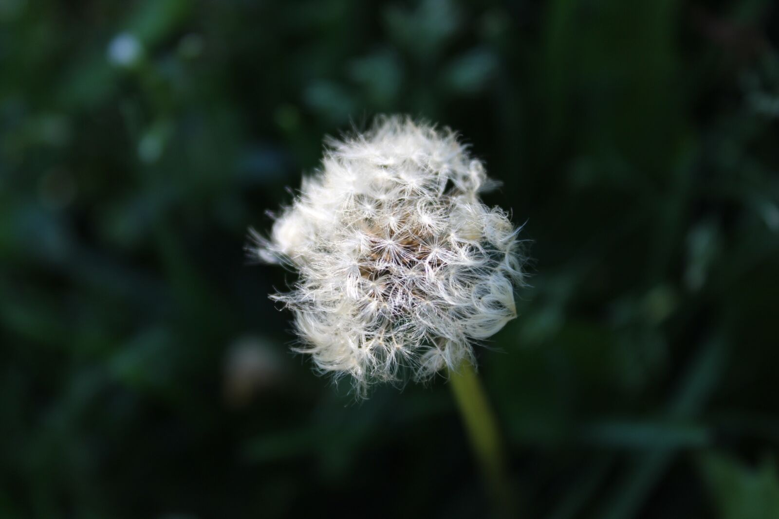 Canon EOS 1300D (EOS Rebel T6 / EOS Kiss X80) sample photo. Dandelion, nature, flower photography