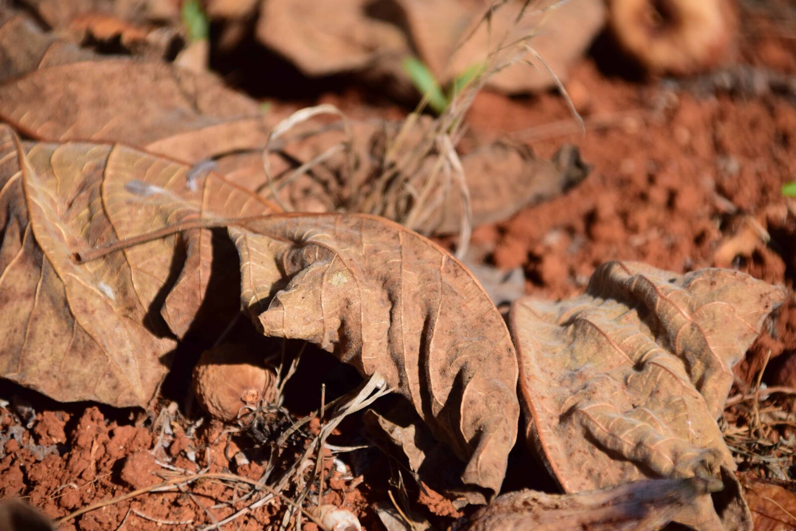 Nikon D3300 sample photo. Nature, dry, ground, outdoor photography