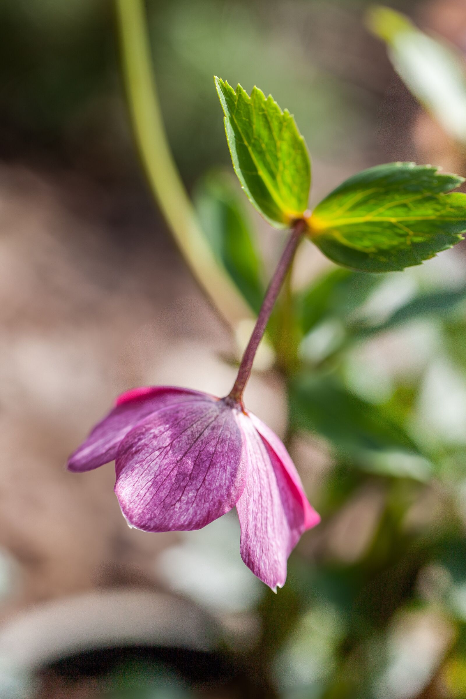 Canon EF 100mm F2.8L Macro IS USM sample photo. Purple flower, blurry background photography