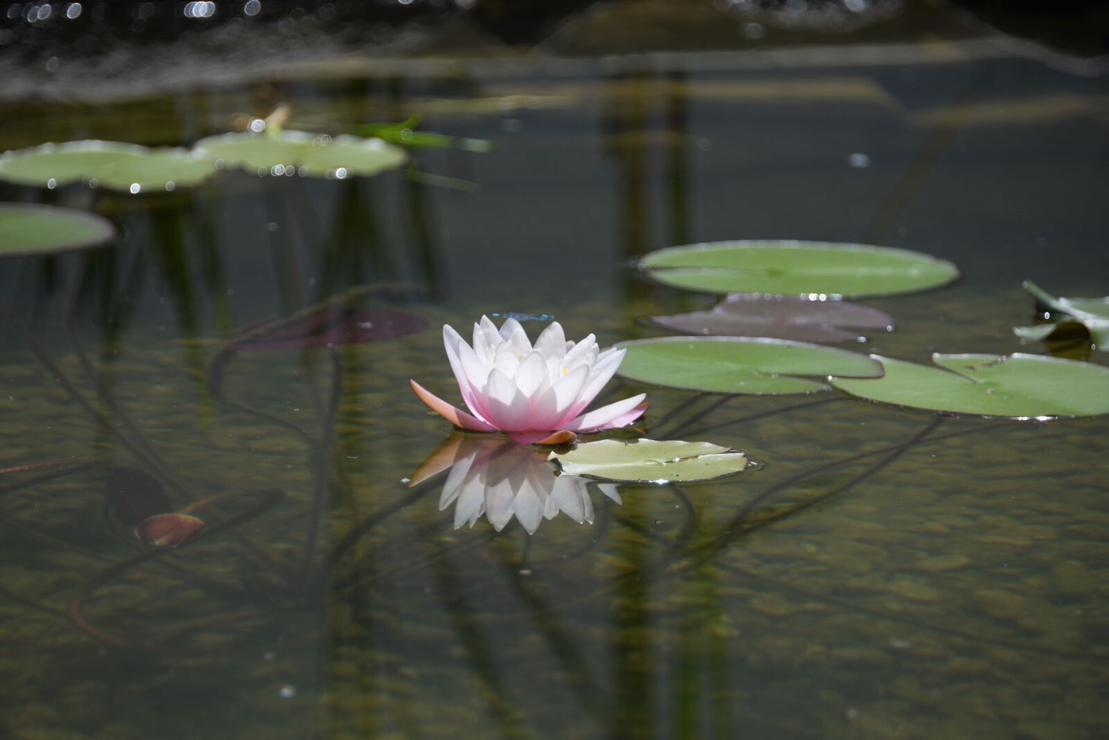Nikon D610 sample photo. Water lily, mirroring, garden photography