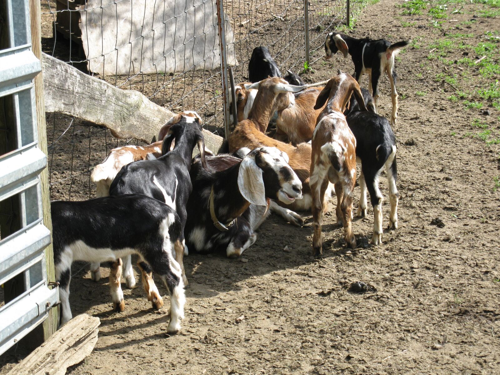 Canon PowerShot A2000 IS sample photo. Animal, farming, farm, goats photography