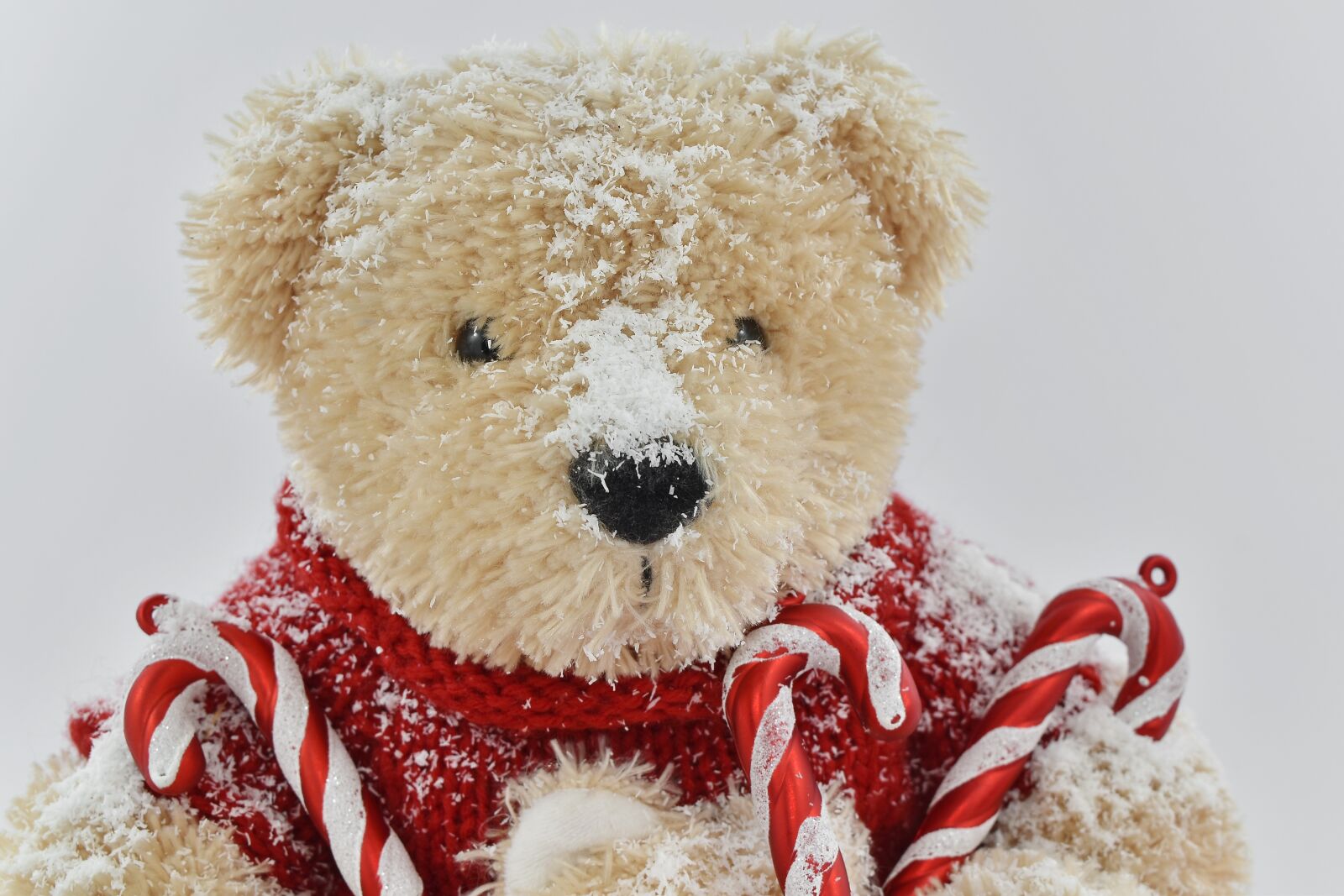 Nikon D5500 sample photo. Christmas, toy, teddy bear photography