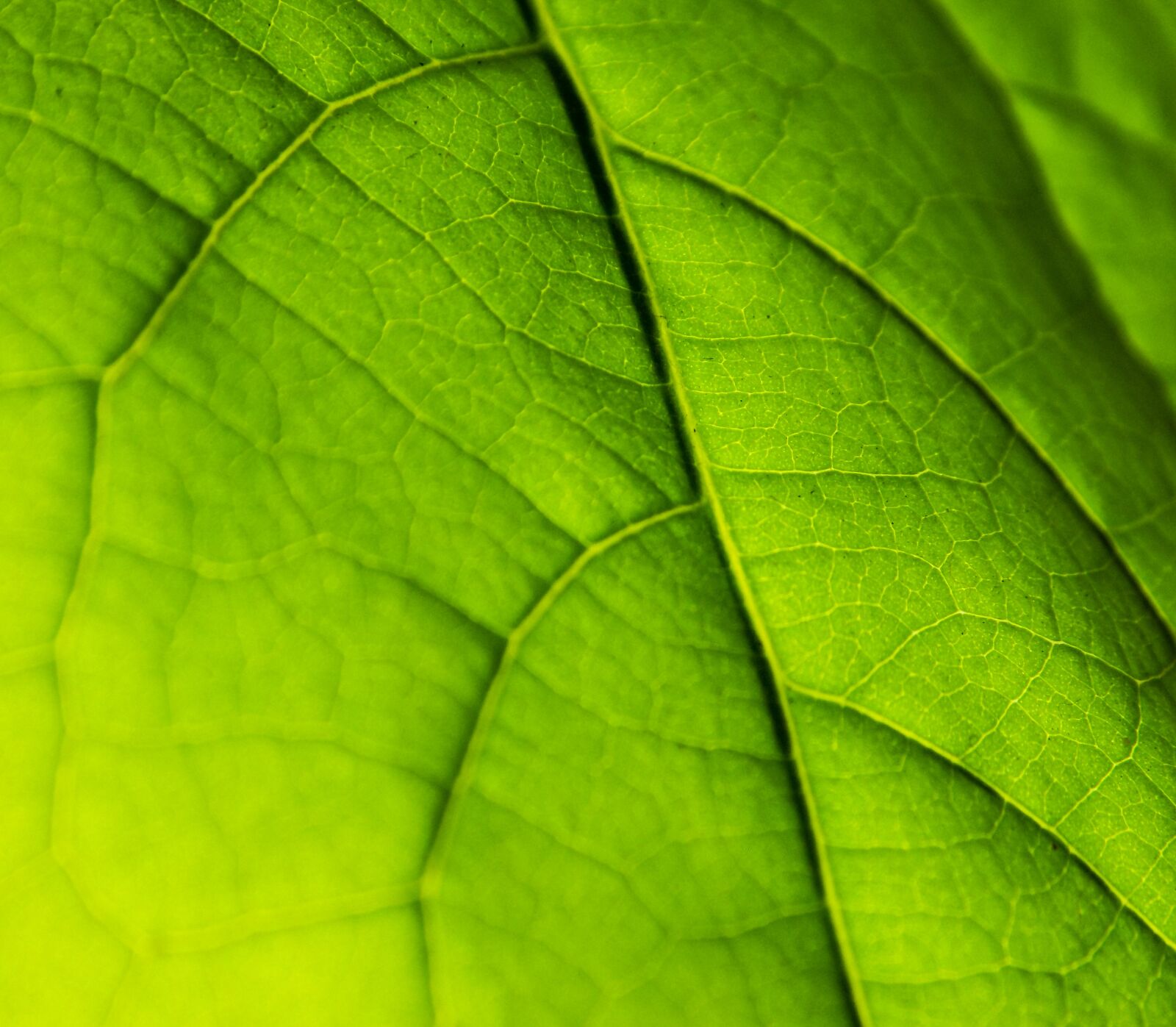Nikon COOLPIX L330 sample photo. Leaf, macro, green photography