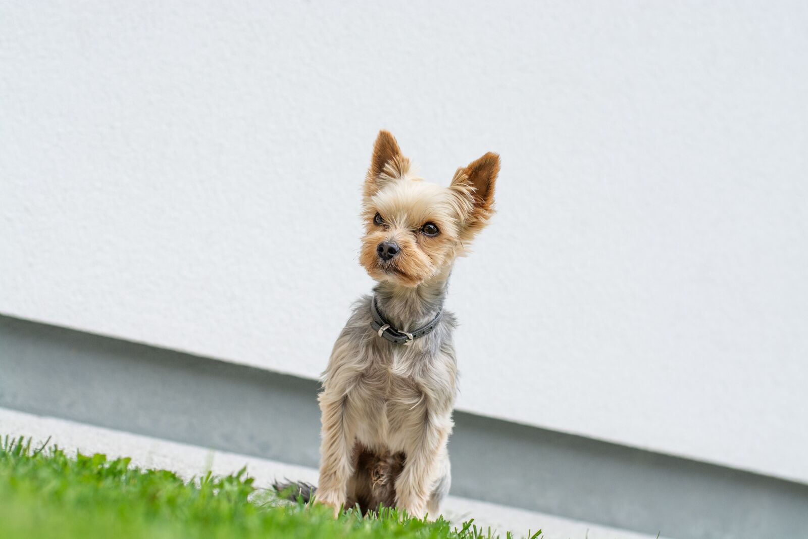 Nikon D7100 sample photo. Dog, animal, small photography