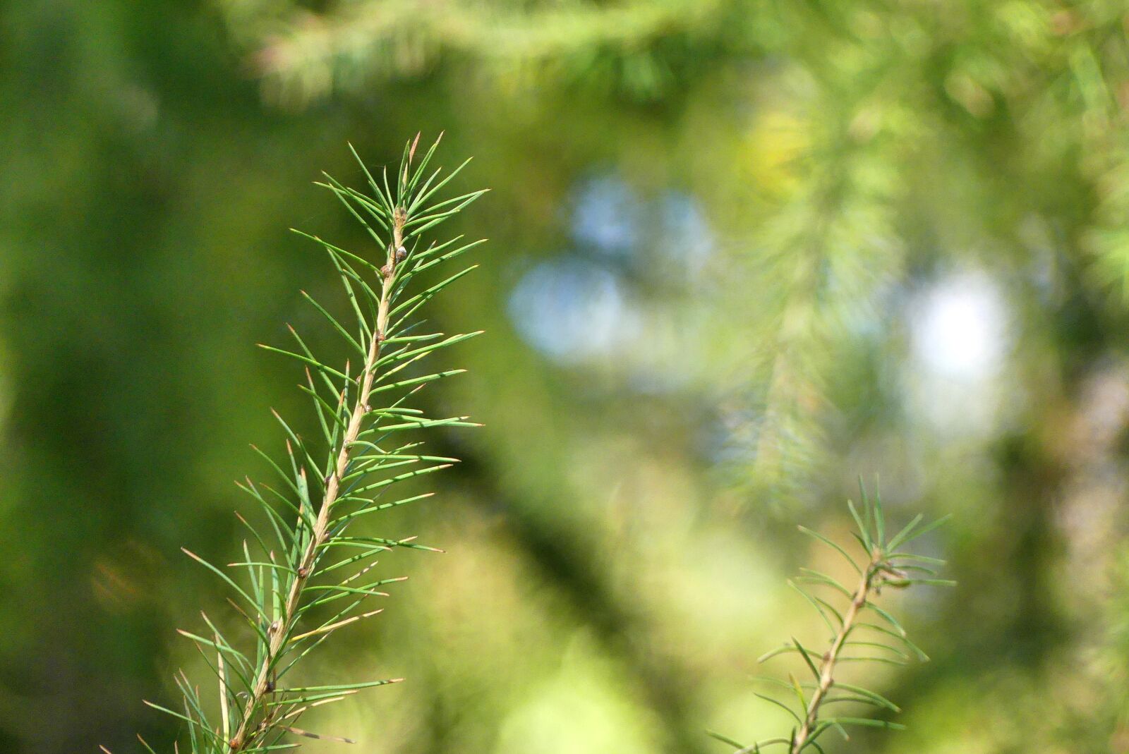 Panasonic Lumix DMC-FZ300 sample photo. Green, sprig, nature photography