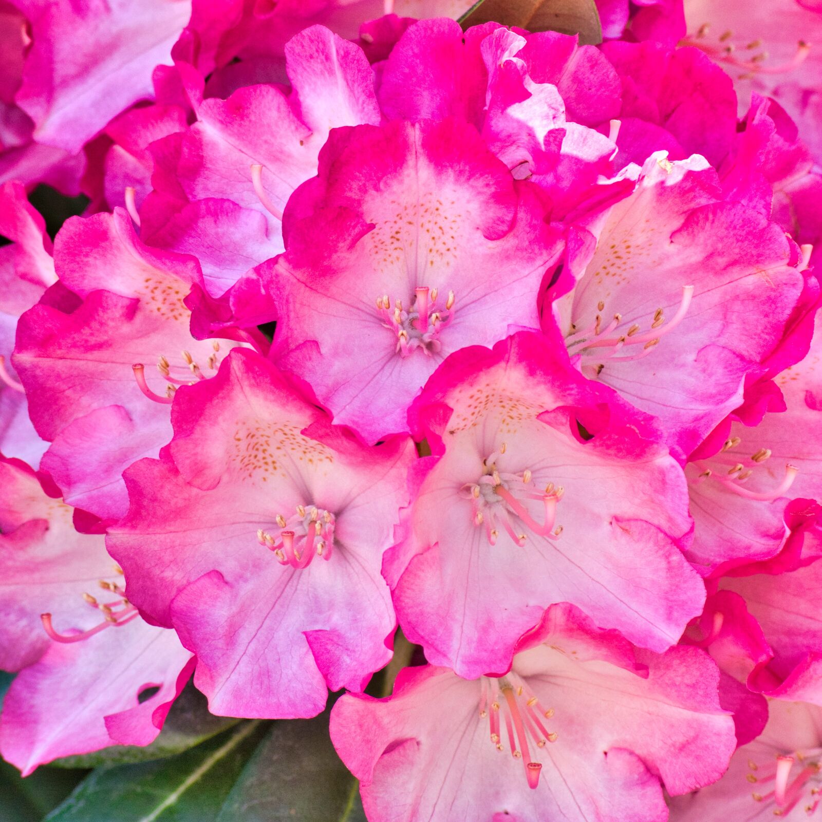 Nikon D7100 sample photo. Rhododendron, blossom, bloom photography
