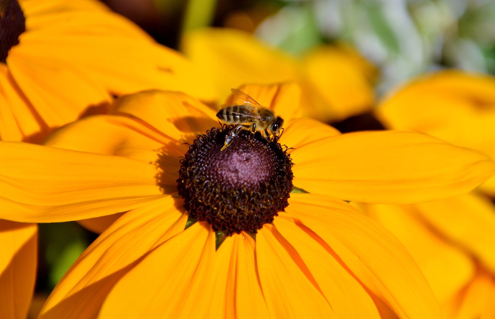 Nikon D3200 sample photo. Flower, coneflower, bee photography