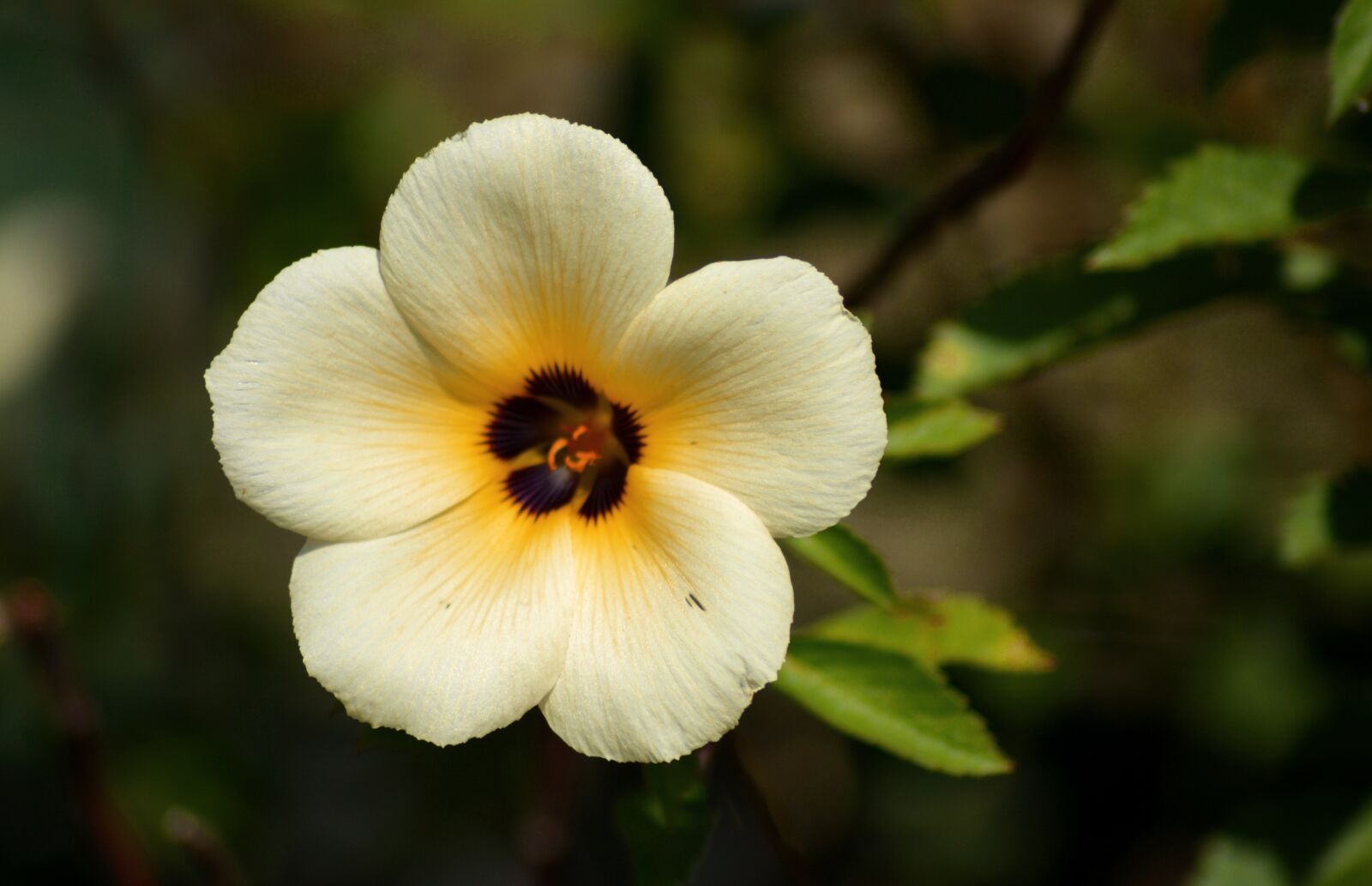 Nikon D5200 sample photo. Flower, flora, garden photography