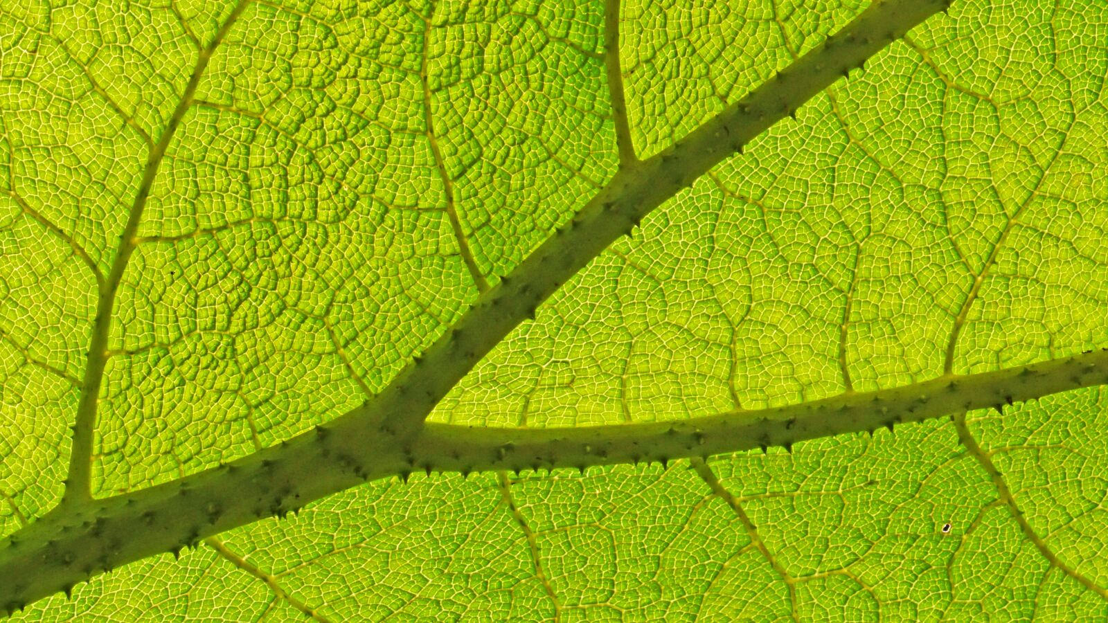 Panasonic Lumix DMC-GH3 sample photo. Leaf, plant, nature photography