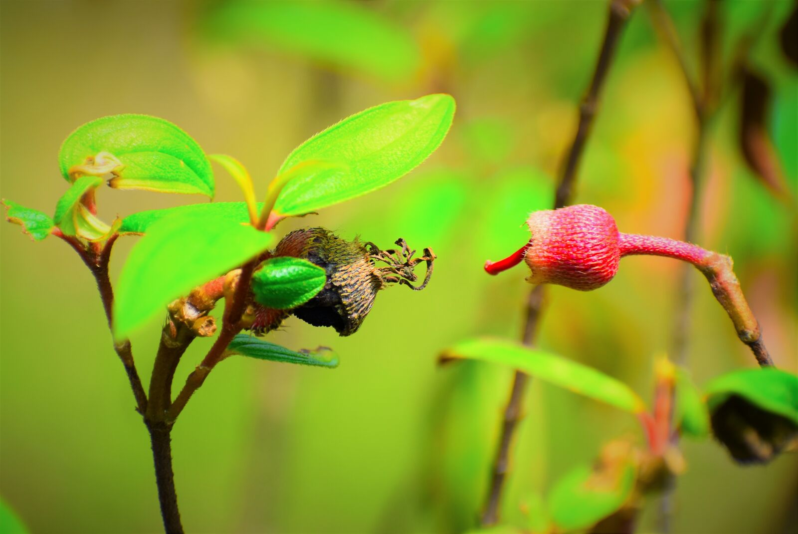 Nikon D5600 sample photo. Leaf, nature, flora photography