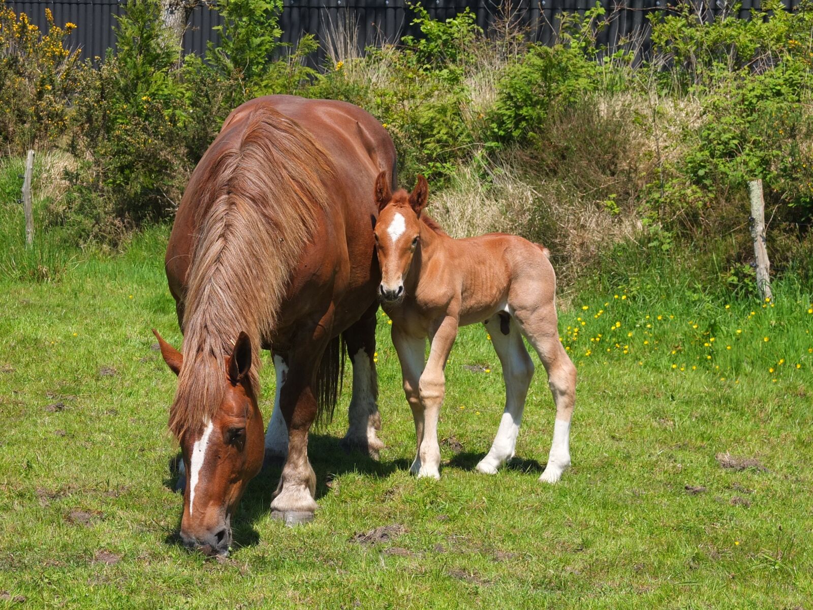 Fujifilm X10 sample photo. Horses, mare, foal photography