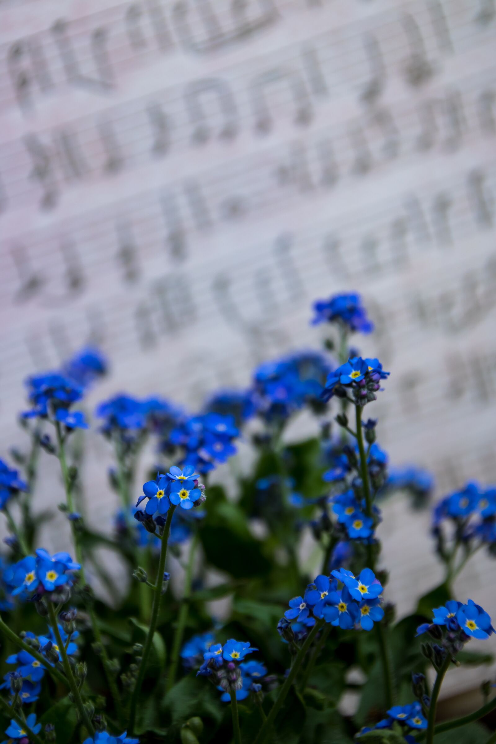 Canon EOS 750D (EOS Rebel T6i / EOS Kiss X8i) sample photo. Flower, nature, plant photography