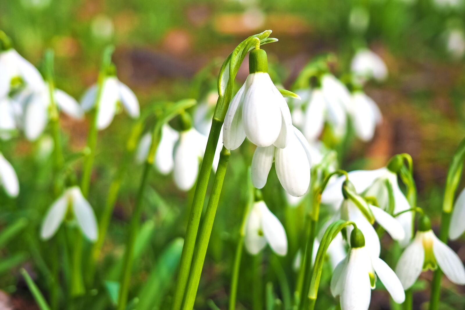 Olympus OM-D E-M10 sample photo. Snowdrop, flower, spring photography