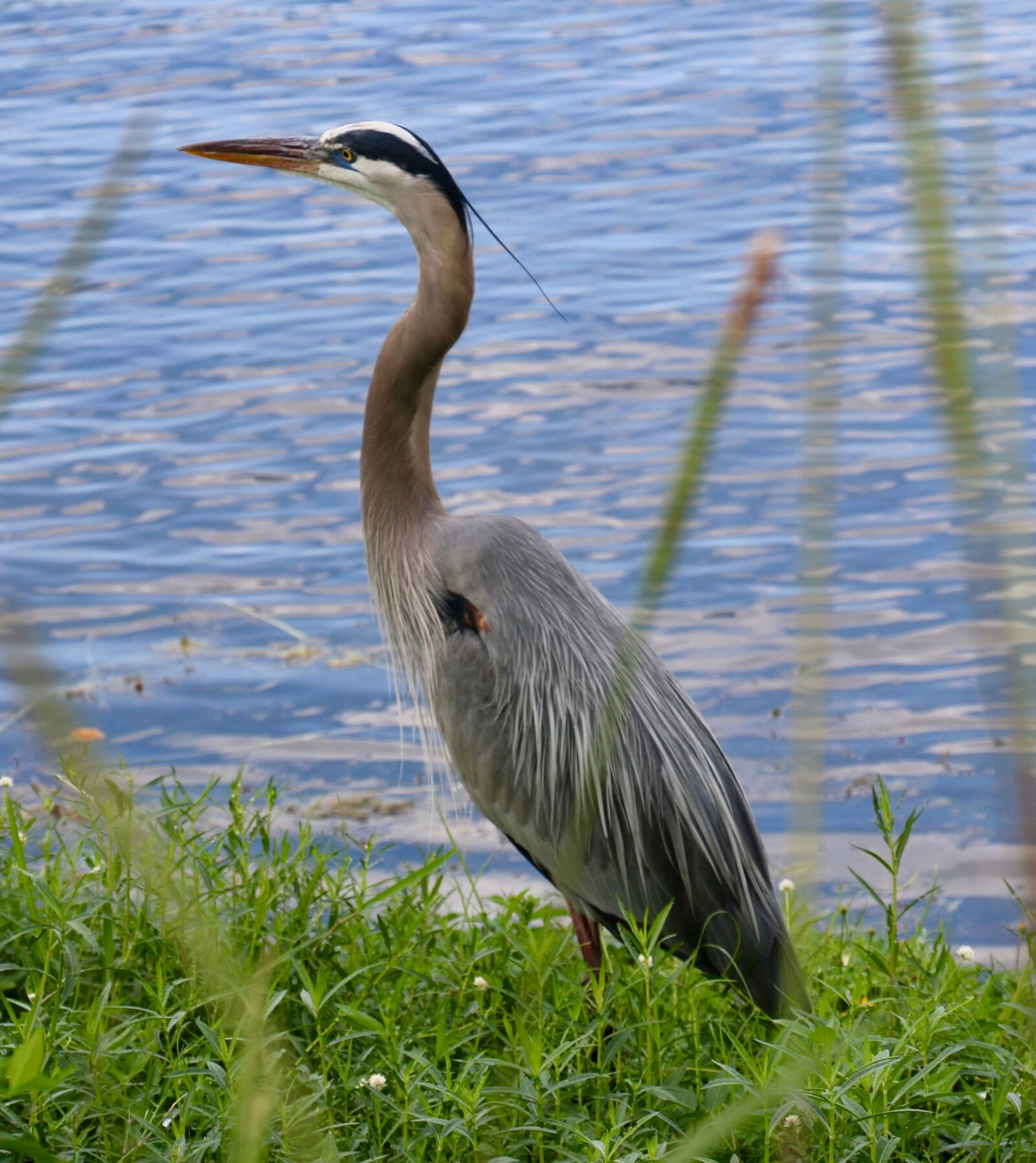 Canon EOS 70D sample photo. Great blue heron, pond photography