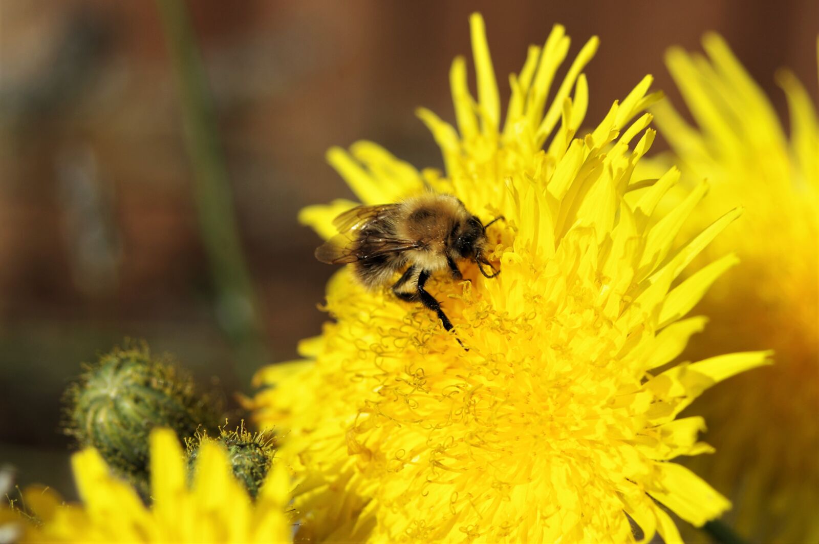 Pentax K-x sample photo. Dandelion, bee, yellow photography