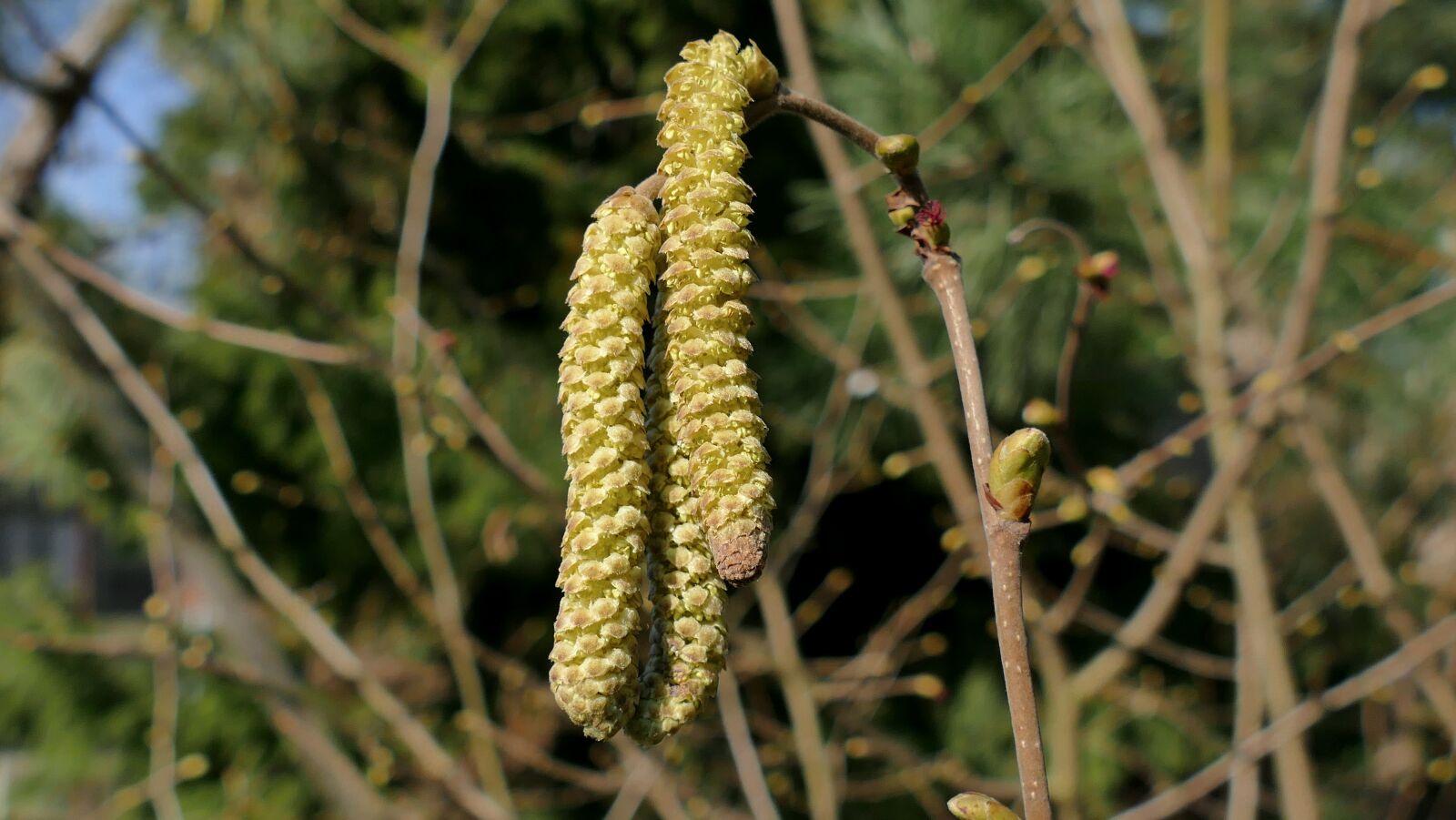 Panasonic Lumix DMC-FZ1000 sample photo. Hazel, hazelnut, bud hazel photography
