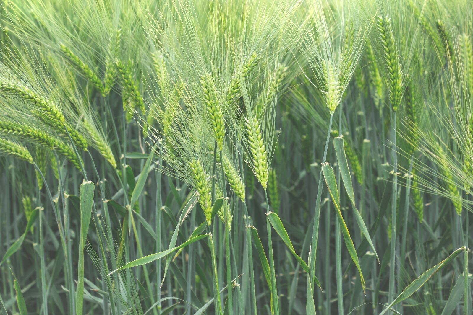 Canon PowerShot G3 X sample photo. Barley, cereals, ear photography