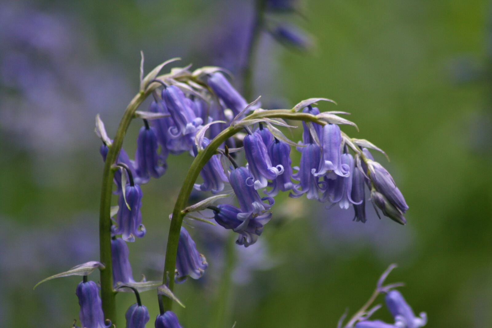 Canon EOS 350D (EOS Digital Rebel XT / EOS Kiss Digital N) sample photo. Flower, bloom, bluebell photography