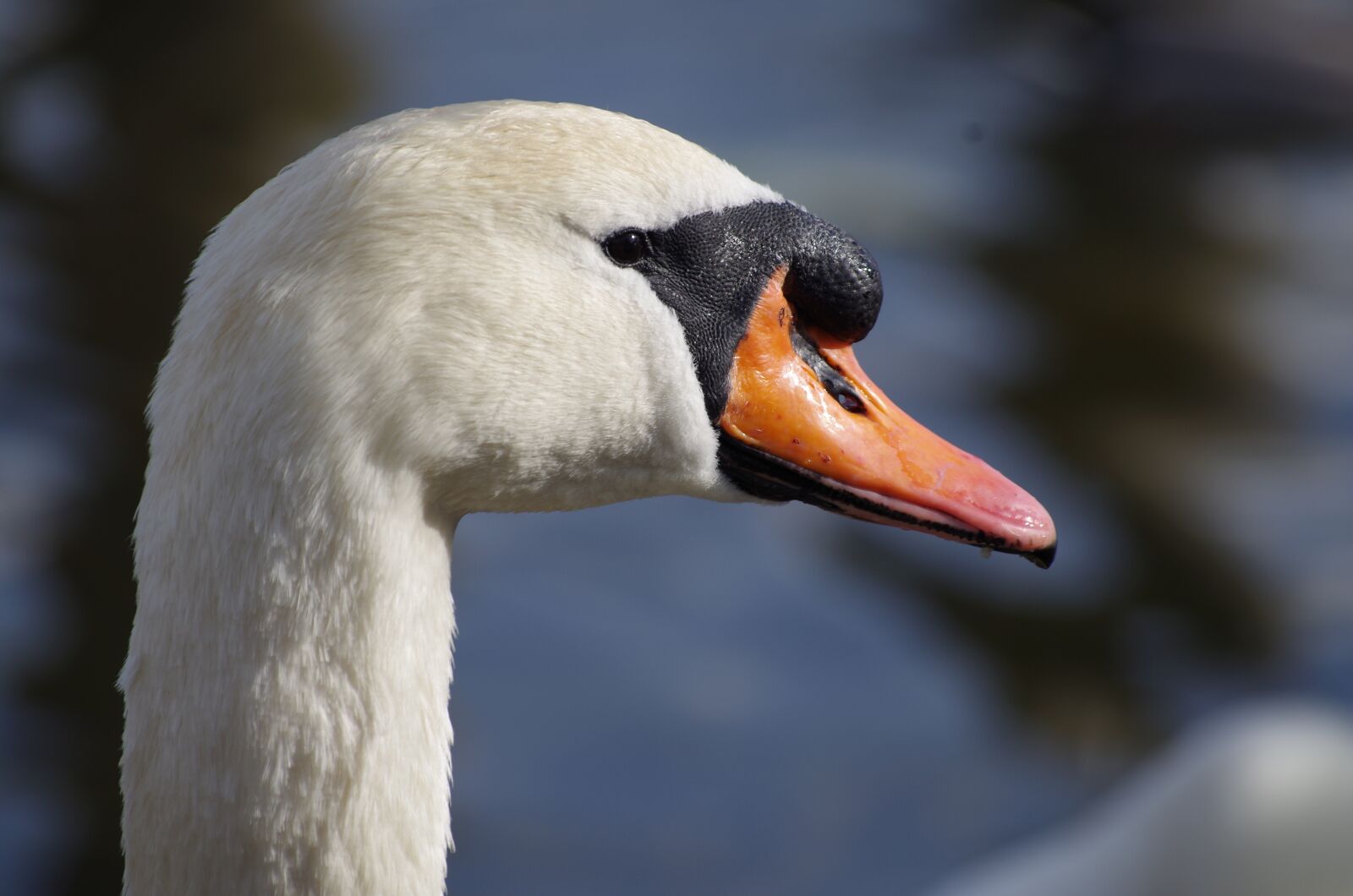 Pentax K-30 sample photo. Swan, bird, white photography