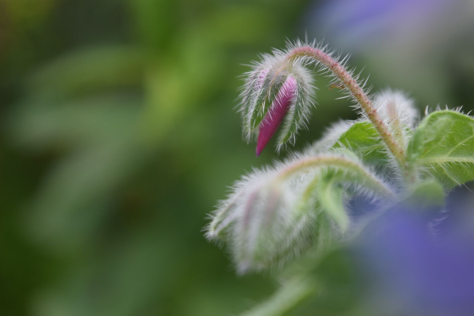 Nikon D3300 sample photo. Borage, bud, borretschblüte photography