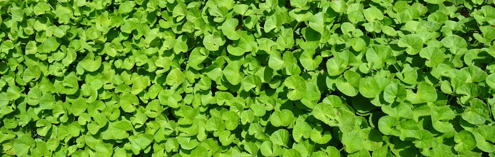 Sony DSC-HX60V sample photo. Plant, herb, medicinal photography