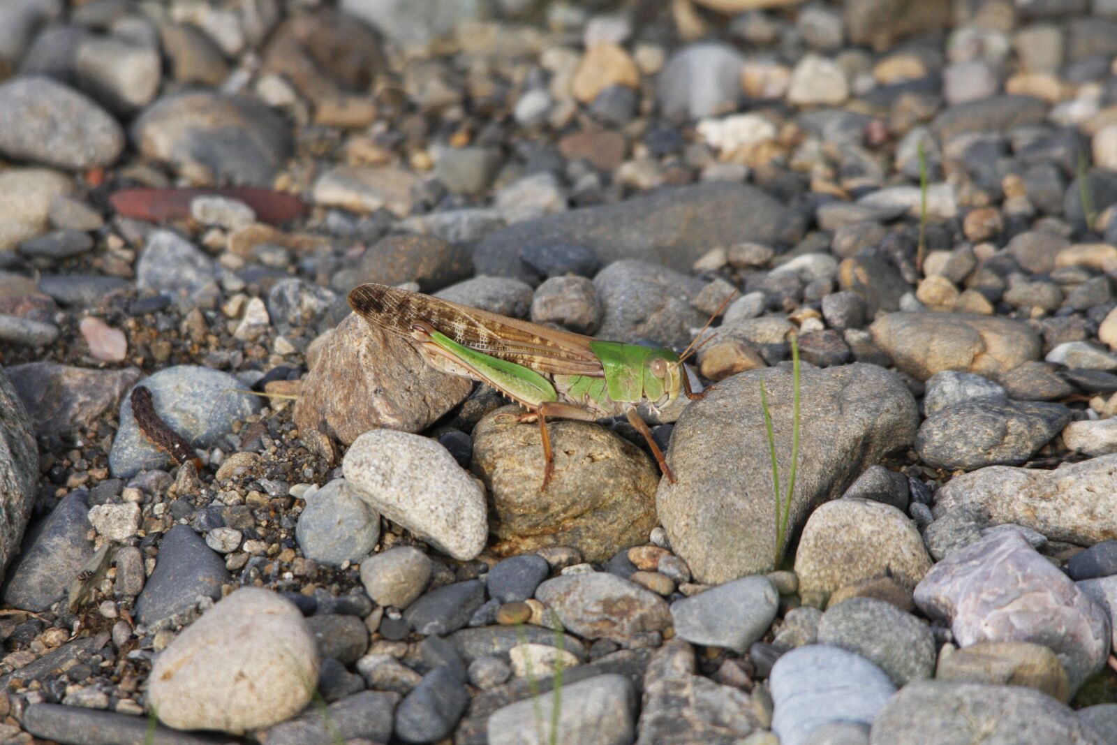 Canon EOS 40D sample photo. The noise of summer photography