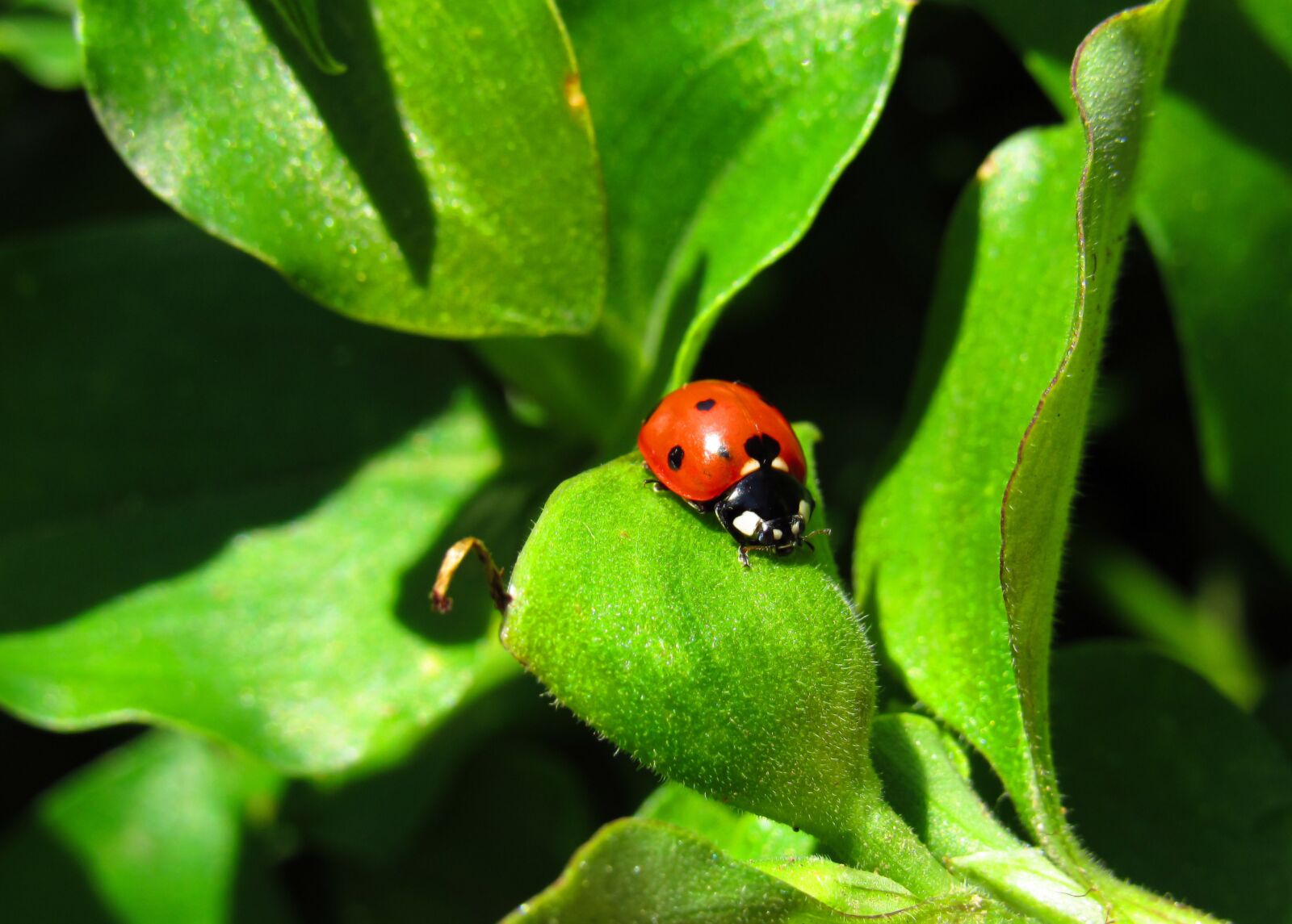 Canon PowerShot SX530 HS sample photo. Ladybug, bug, beetle photography