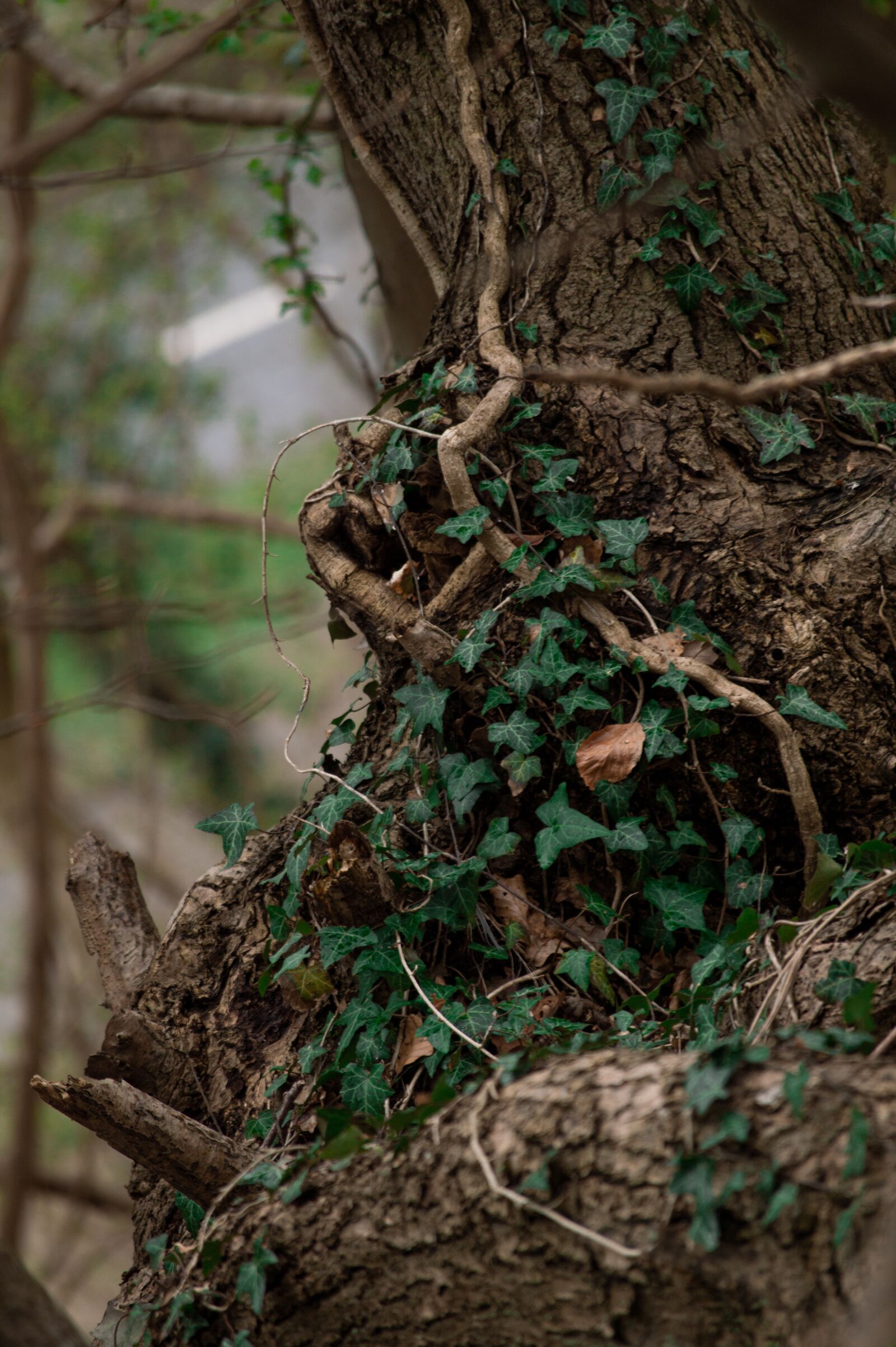 Nikon D3200 sample photo. Forest, risskov, trees photography