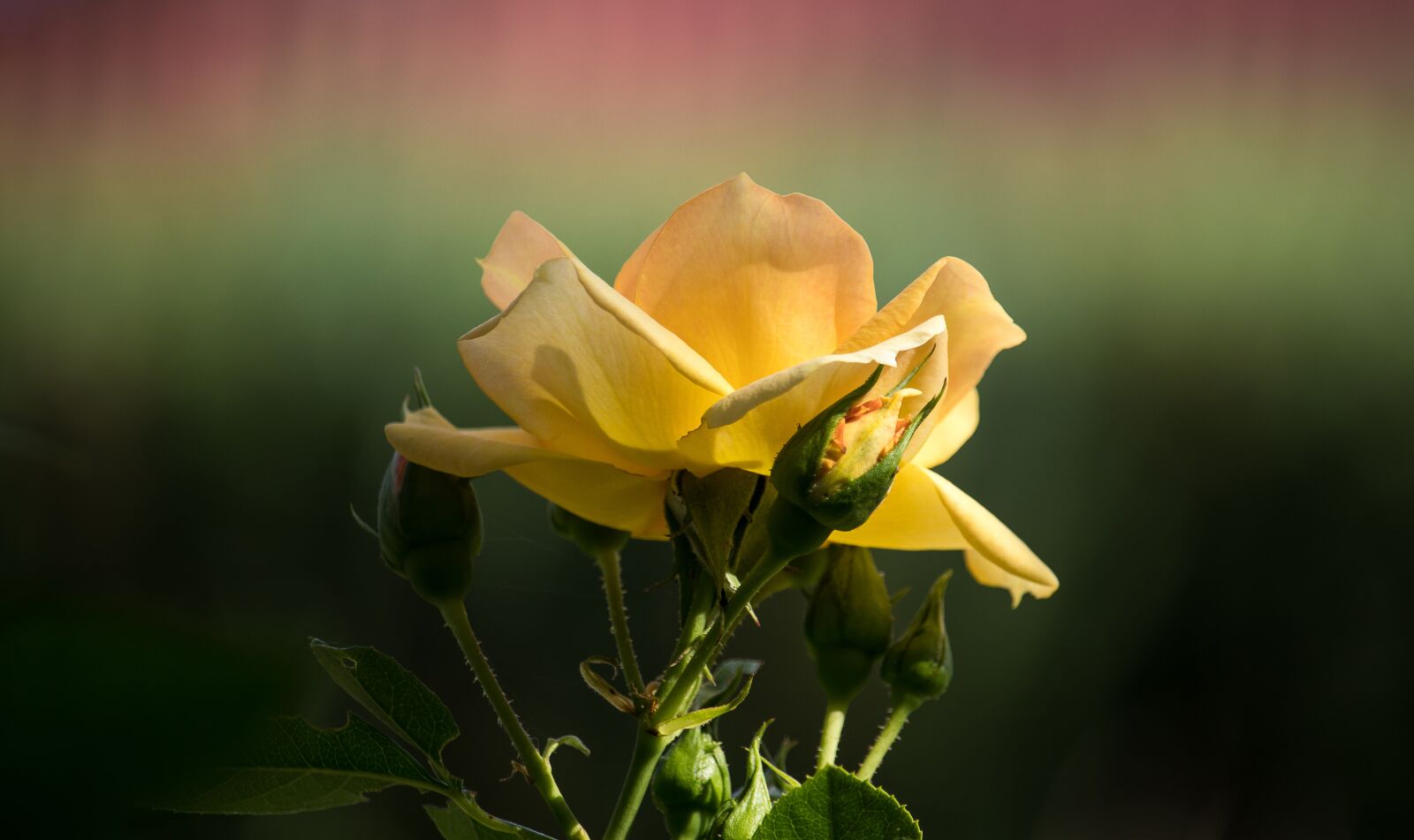 Canon EF-S 55-250mm F4-5.6 IS STM sample photo. Rose, blossom, bloom photography