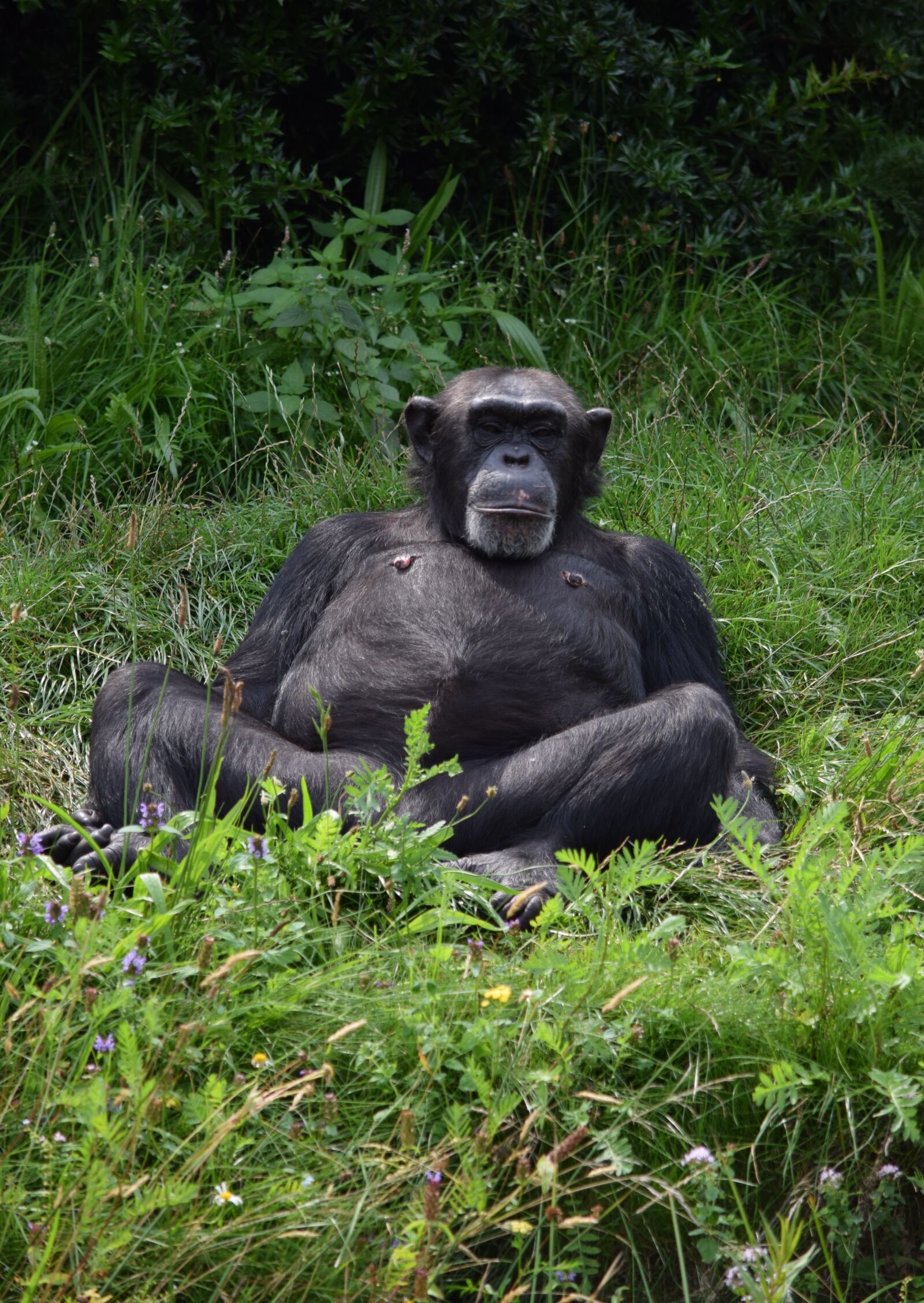 Nikon D5300 sample photo. Monkey, cool, is photography