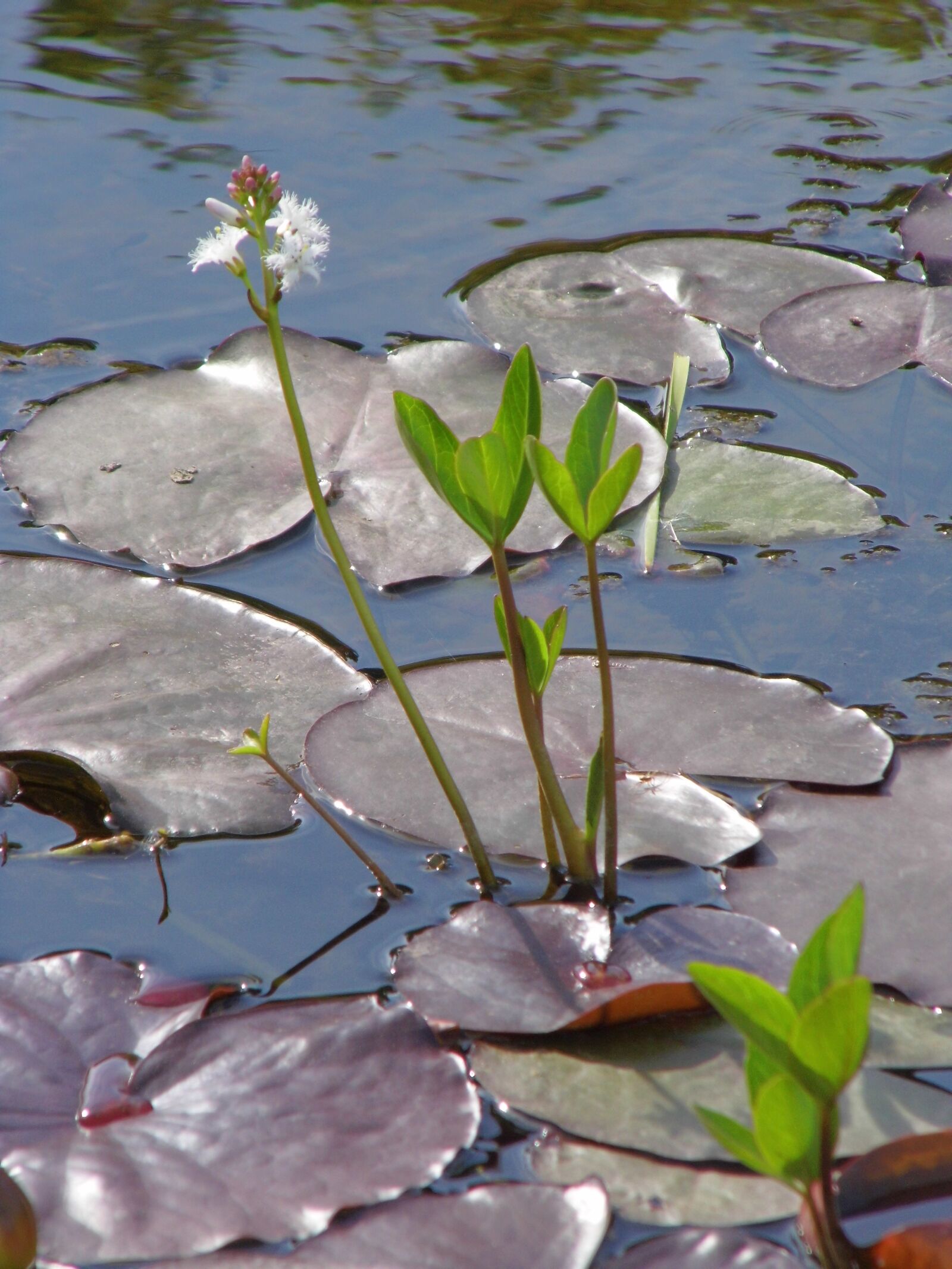 Benq GH600 sample photo. Flower, lake flowers, lake photography