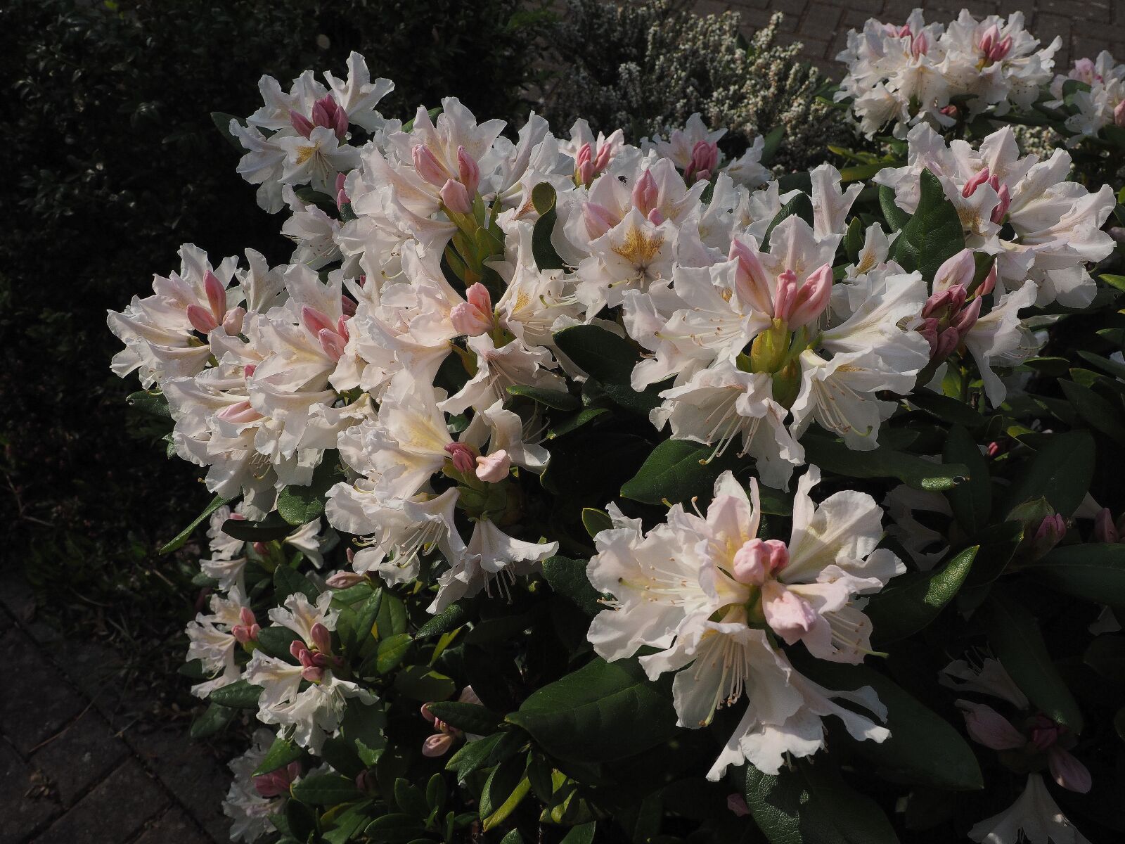 Olympus OM-D E-M1 + Olympus M.Zuiko Digital ED 12-40mm F2.8 Pro sample photo. Rhododendron, white, garden photography