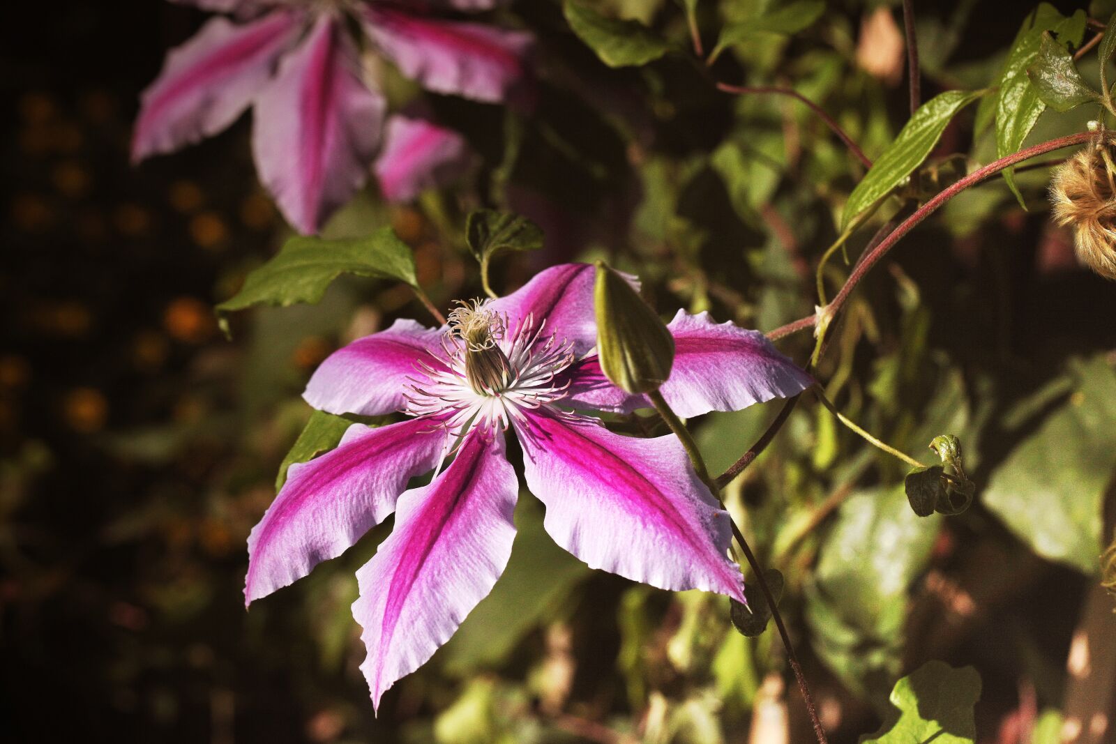 Canon EOS 5D Mark II sample photo. Clematis, flower, creeper photography