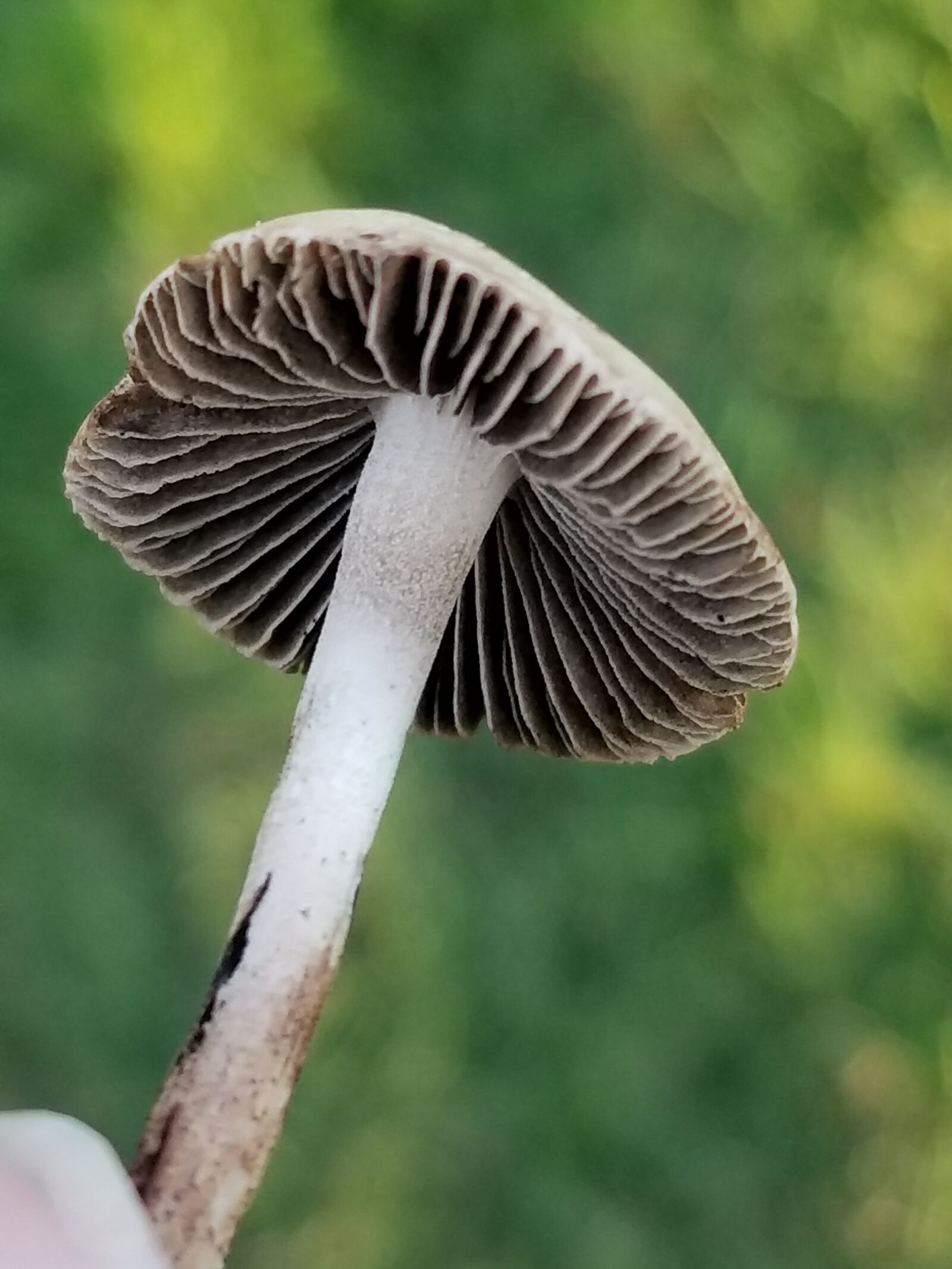 Samsung Galaxy S8 sample photo. Mushroom, nature, tiny photography