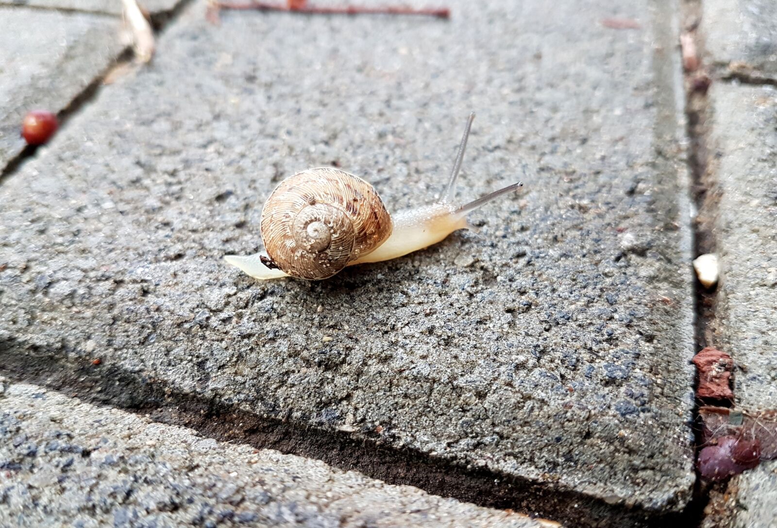 Samsung Galaxy S7 Edge sample photo. Nature, shell, stone photography