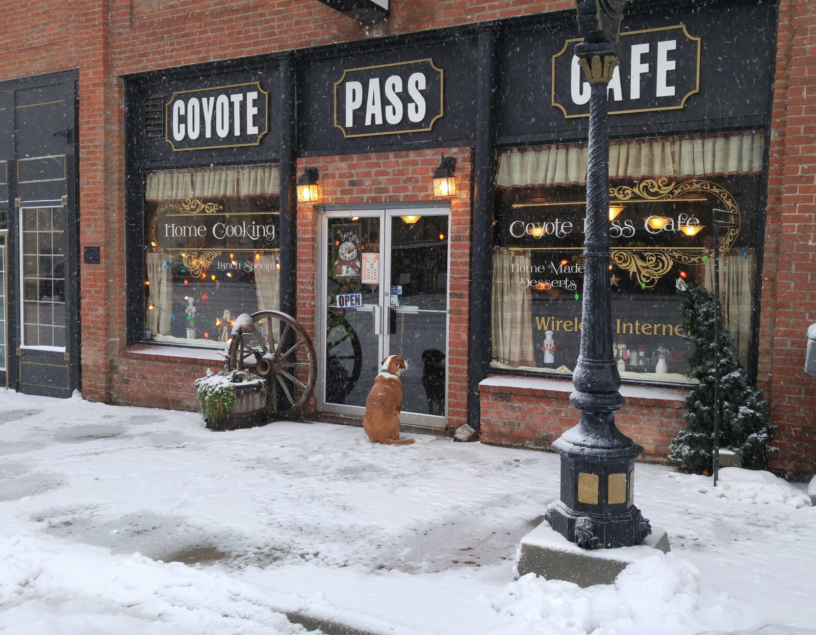 LG G4 sample photo. Cafe, snow, dog photography