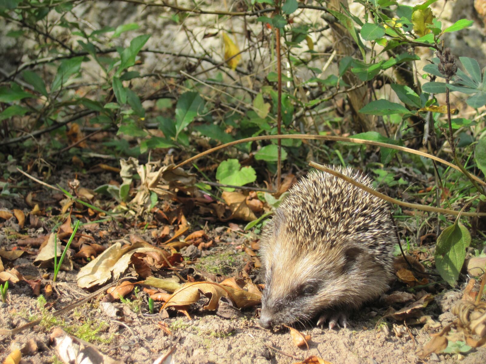 Canon PowerShot D10 sample photo. Hedgehog, young hedgehog, spur photography
