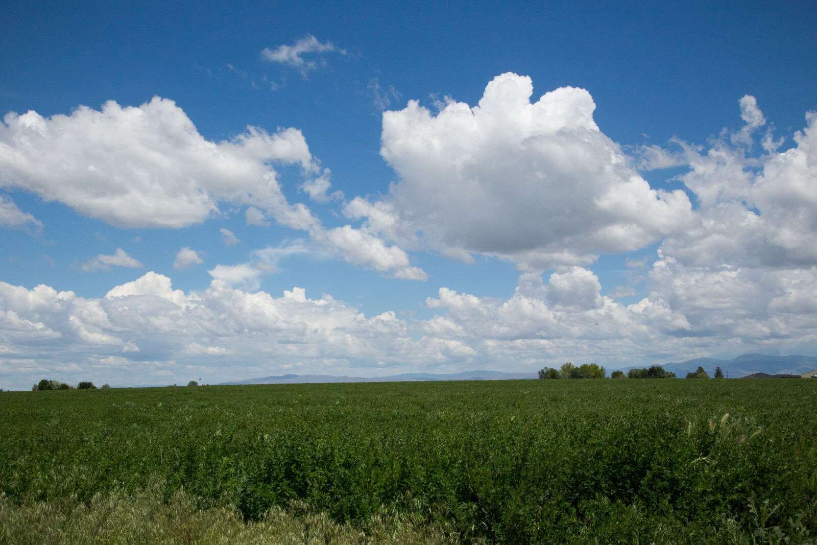 Canon EF 24-105mm F4L IS USM sample photo. Agriculture, blue, clouds, field photography