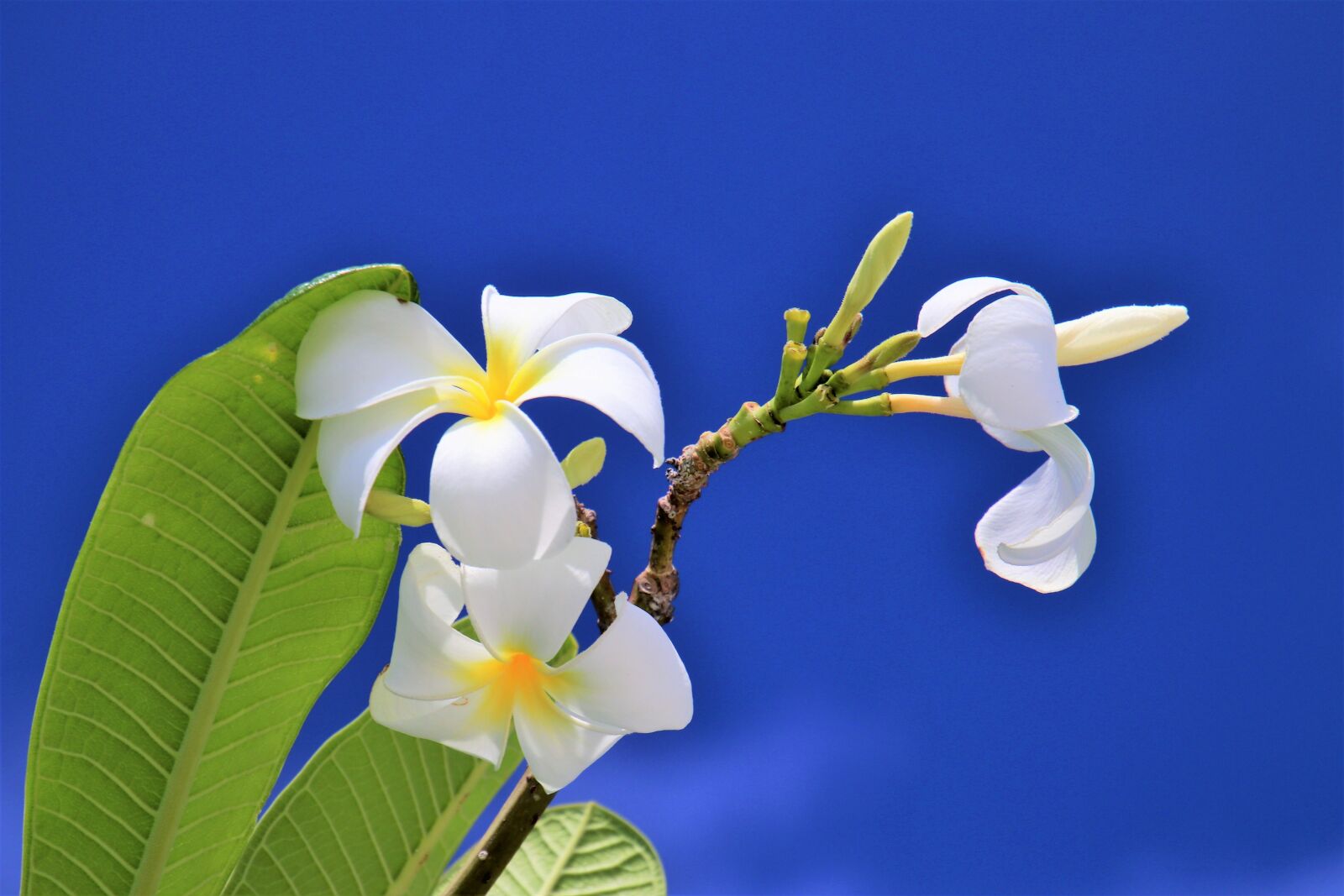 Canon EOS 80D sample photo. Blue, sky, maldives photography