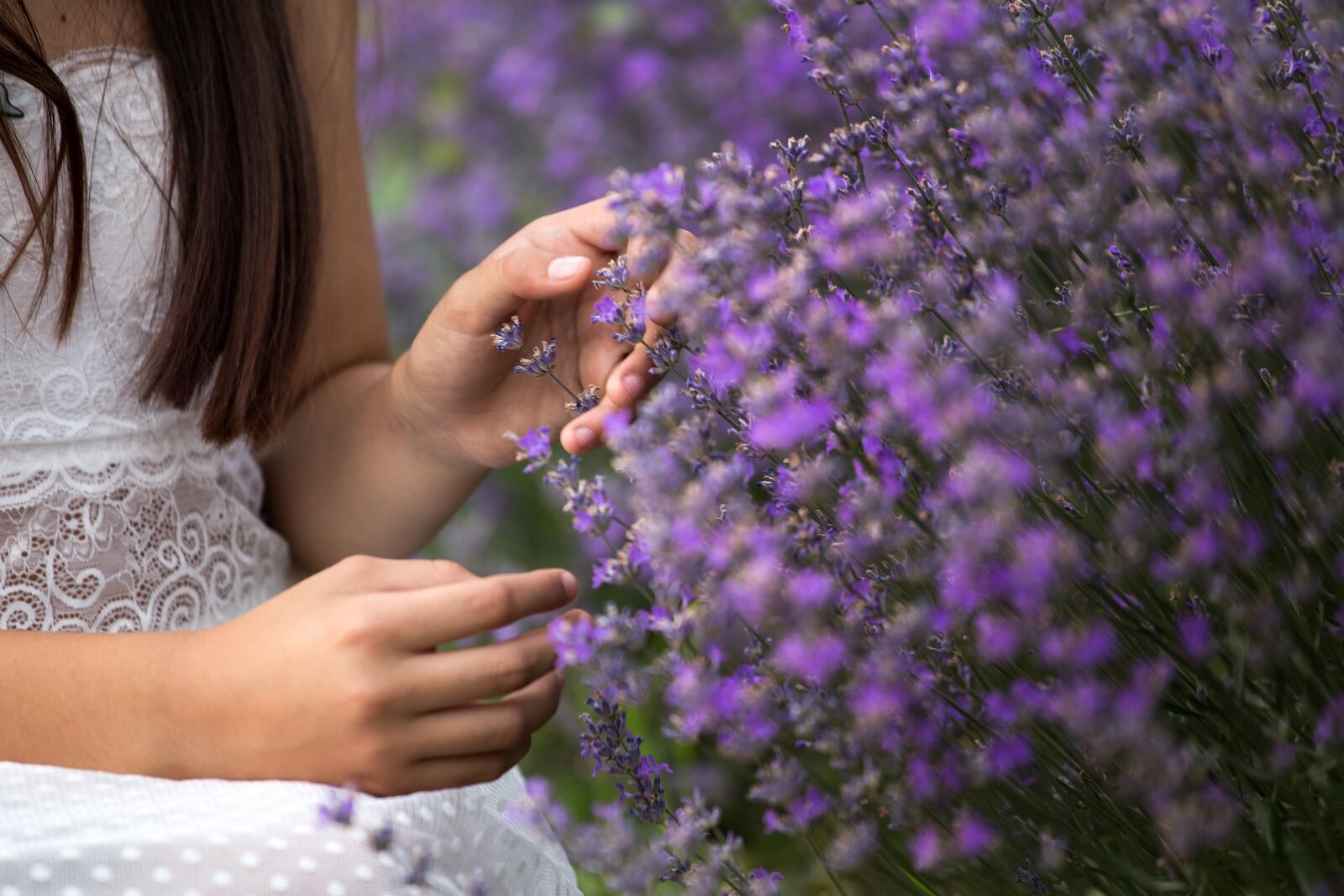 Canon EOS 6D + Canon EF 70-200mm F4L USM sample photo. Lavender, nature, flowers photography