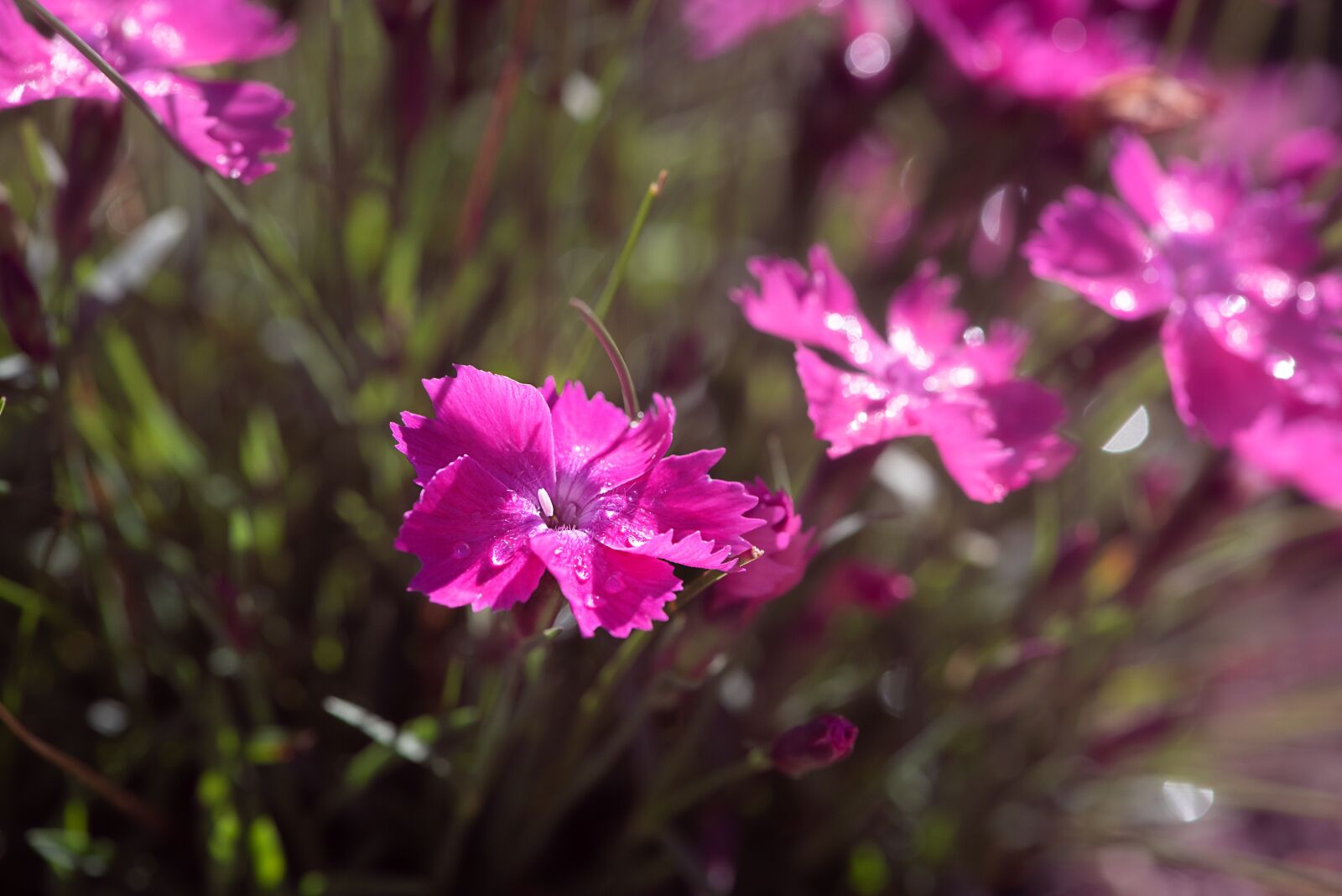 Nikon D750 sample photo. Flowers, pink, pink flowers photography