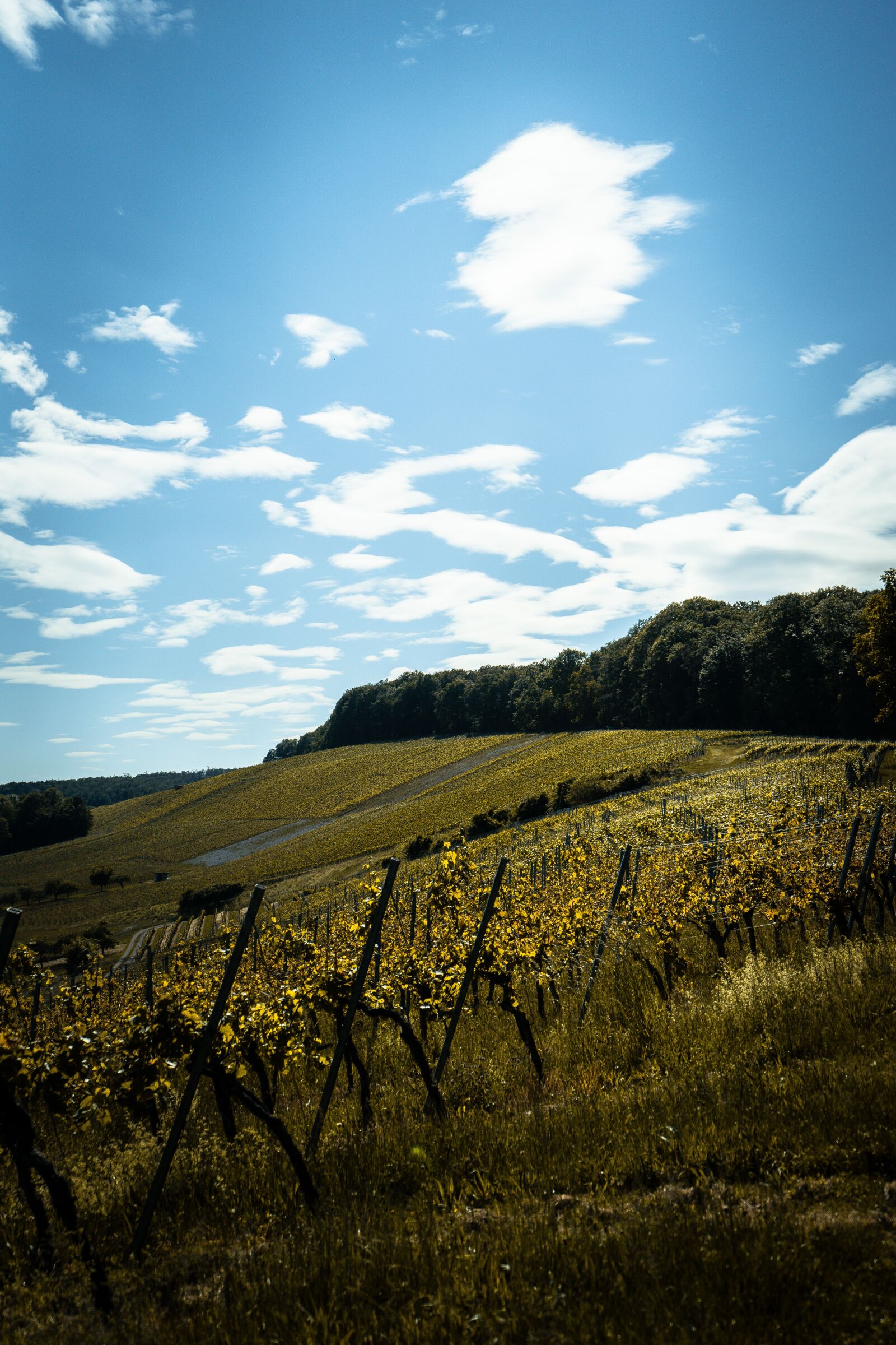Sony a7 II + Sony FE 28-70mm F3.5-5.6 OSS sample photo. Landscape, nature, forest photography
