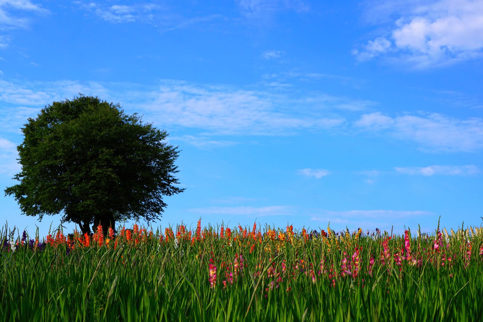 Sony ILCA-77M2 + Sony DT 16-50mm F2.8 SSM sample photo. Meadow, zollikon, switzerland photography