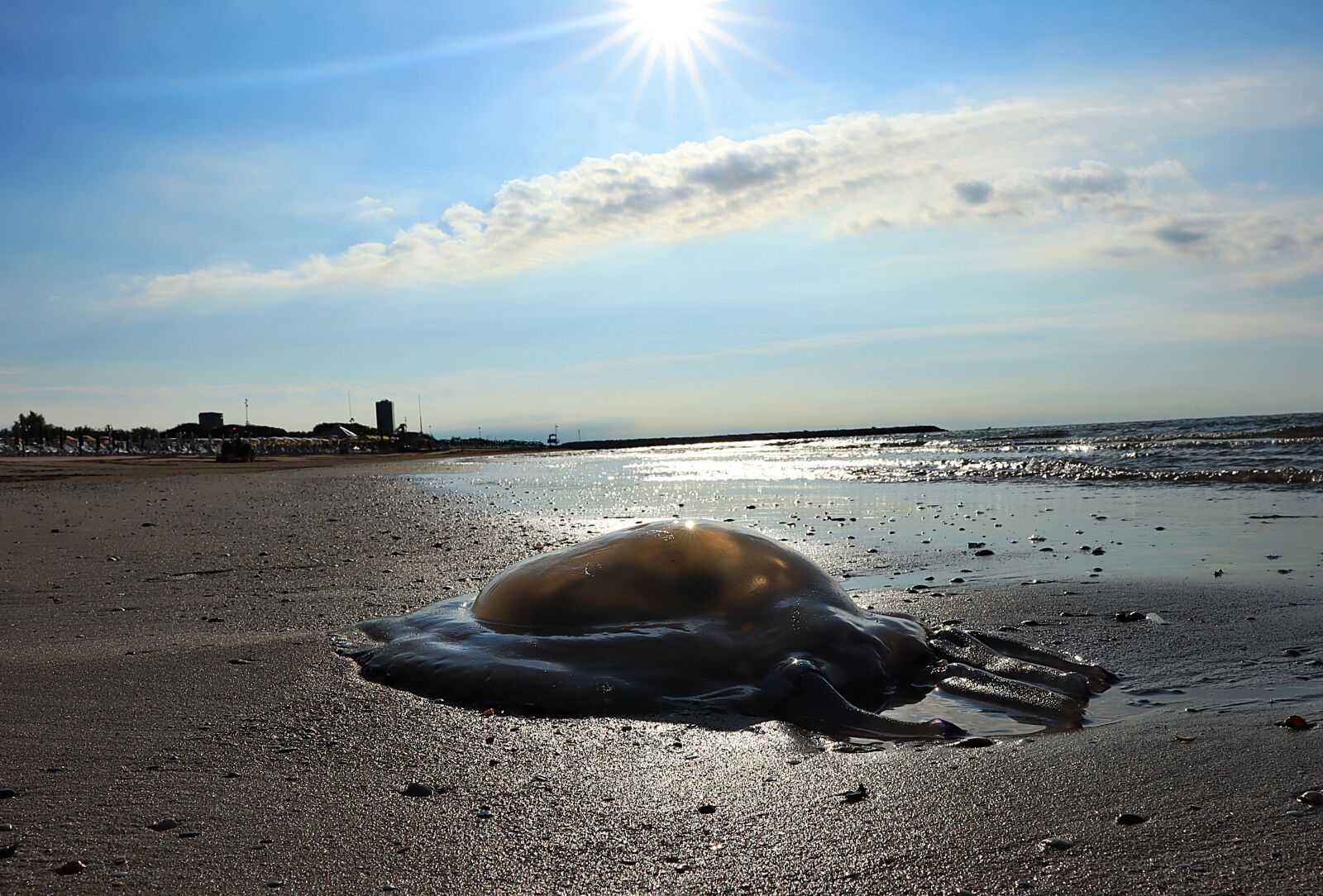 Canon EOS M50 (EOS Kiss M) sample photo. Jellyfish, beach, italy photography